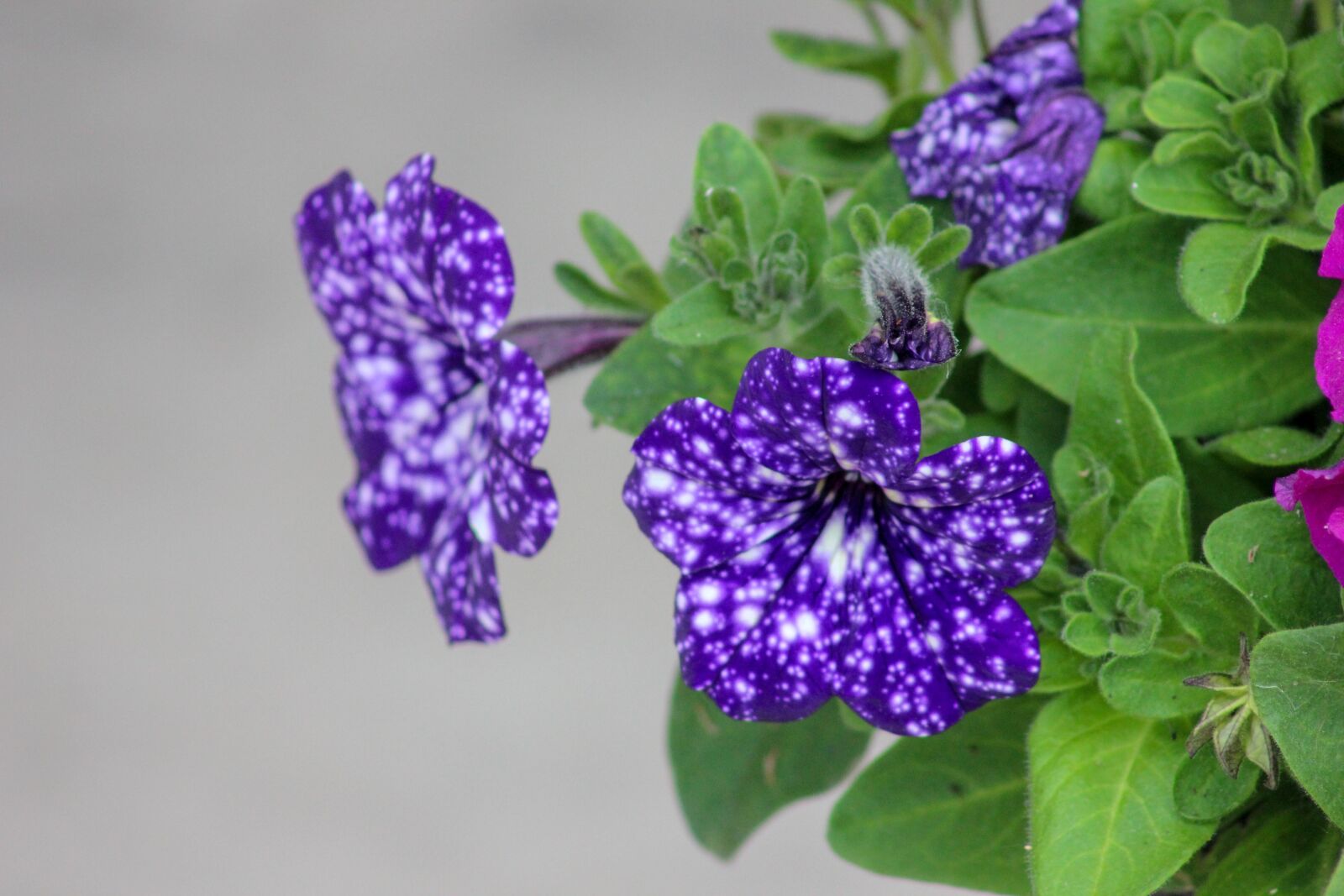 Canon EF75-300mm f/4-5.6 sample photo. Flowers, nature, spring photography