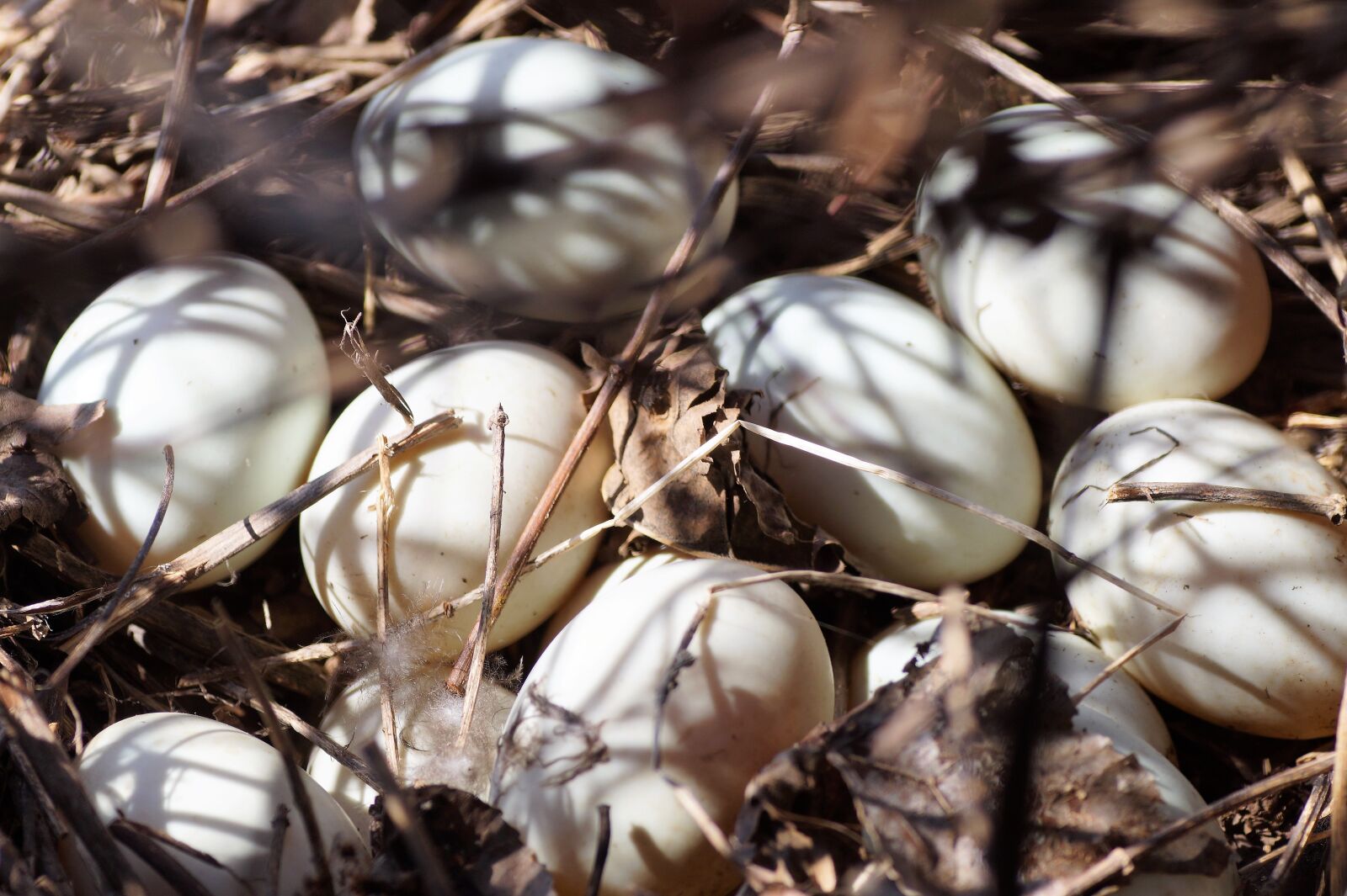 Sony SLT-A58 sample photo. Eggs, duck, nest photography