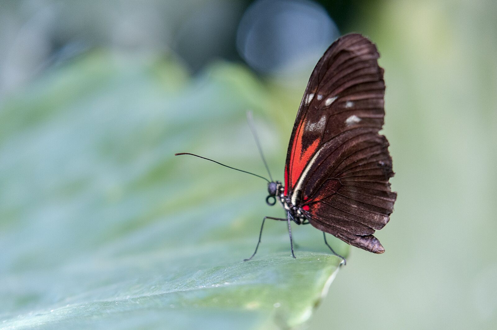 Nikon D300 sample photo. Butterfly, insect, nature photography
