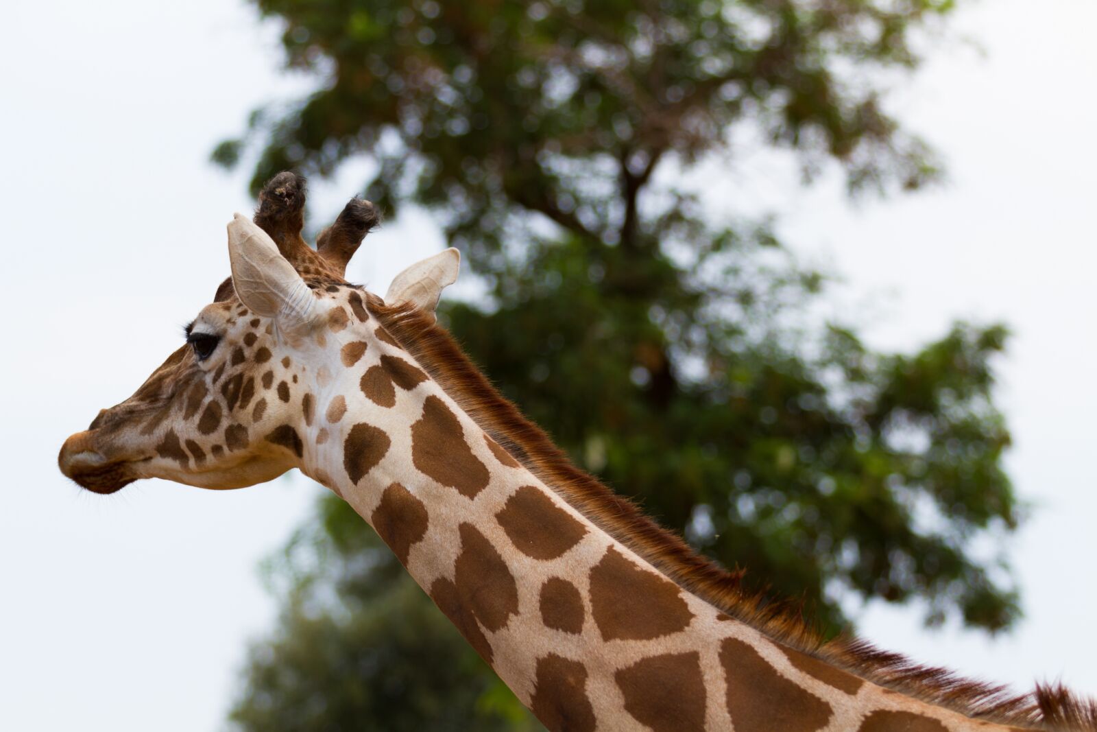 Canon EOS 7D + Canon EF 70-200mm F2.8L IS II USM sample photo. Giraffe, nature, animals photography