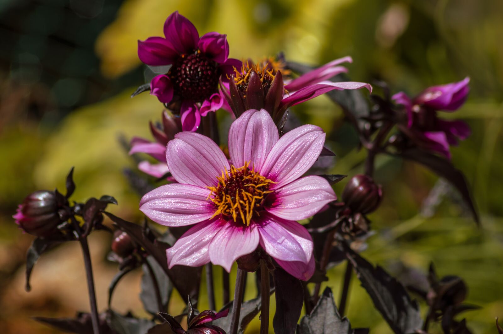 Nikon D3200 sample photo. Purple, flower, plant photography