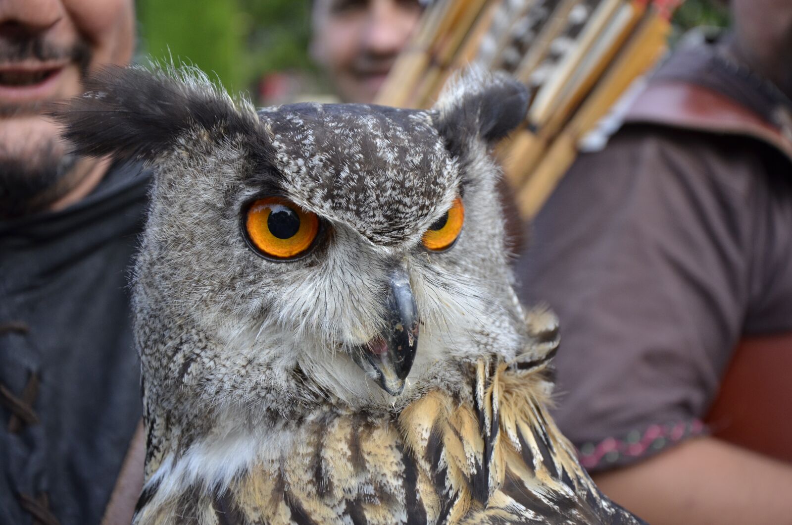 Nikon D7000 sample photo. Grand duke, owl, animal photography