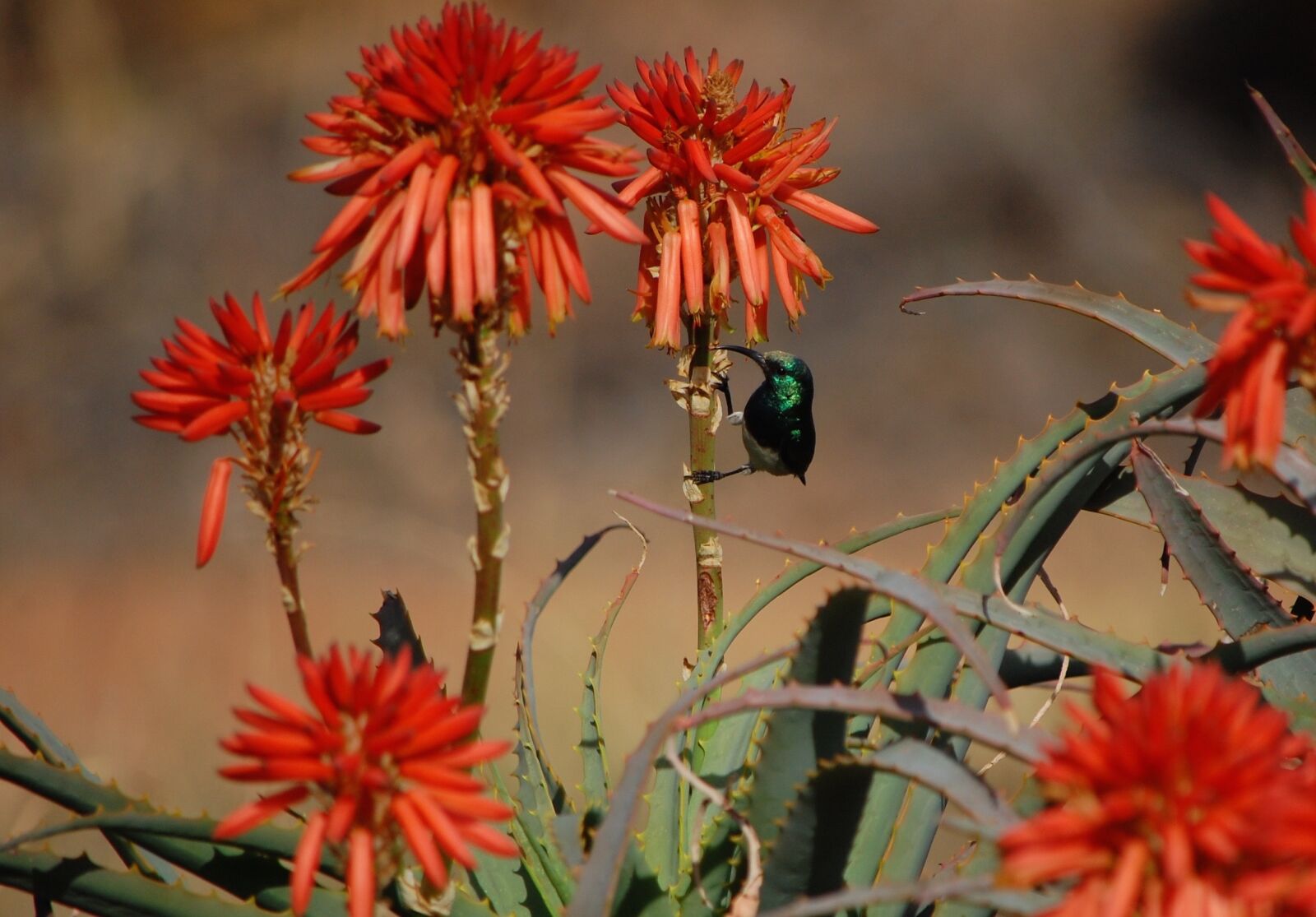 Nikon D40 sample photo. Flower, south african, orange photography