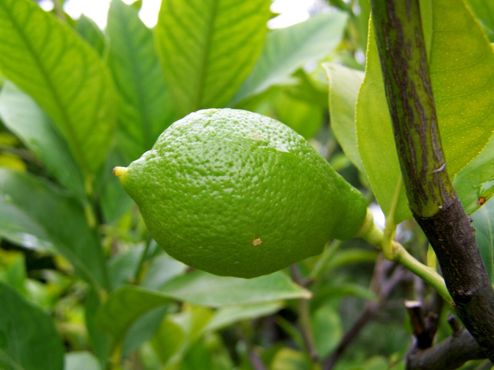 Kodak EASYSHARE ZD710 ZOOM DIGITAL CAMERA sample photo. Lemon, immature fruit, green photography