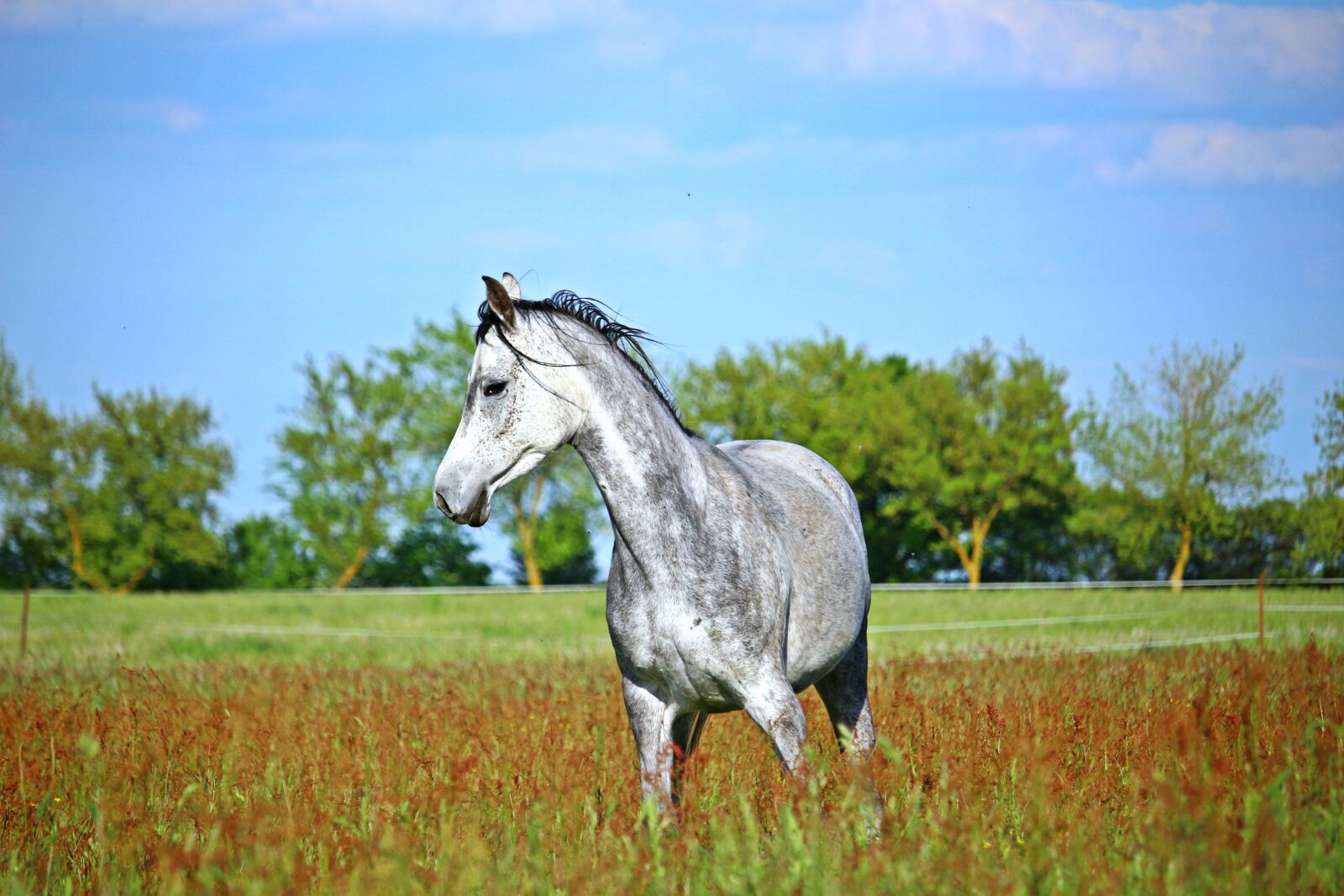 Canon EOS 100D (EOS Rebel SL1 / EOS Kiss X7) sample photo. Horse, mold, meadow photography
