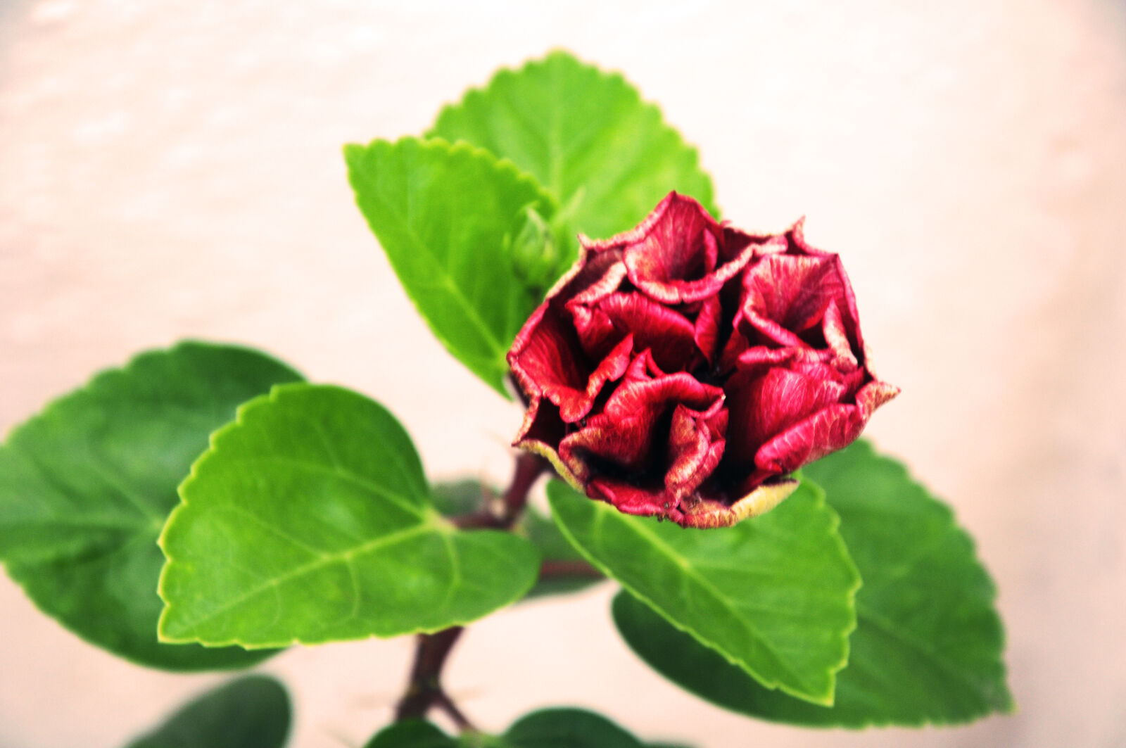 Nikon D90 sample photo. Powerinfoweb, manojprabhu, photography, flower photography