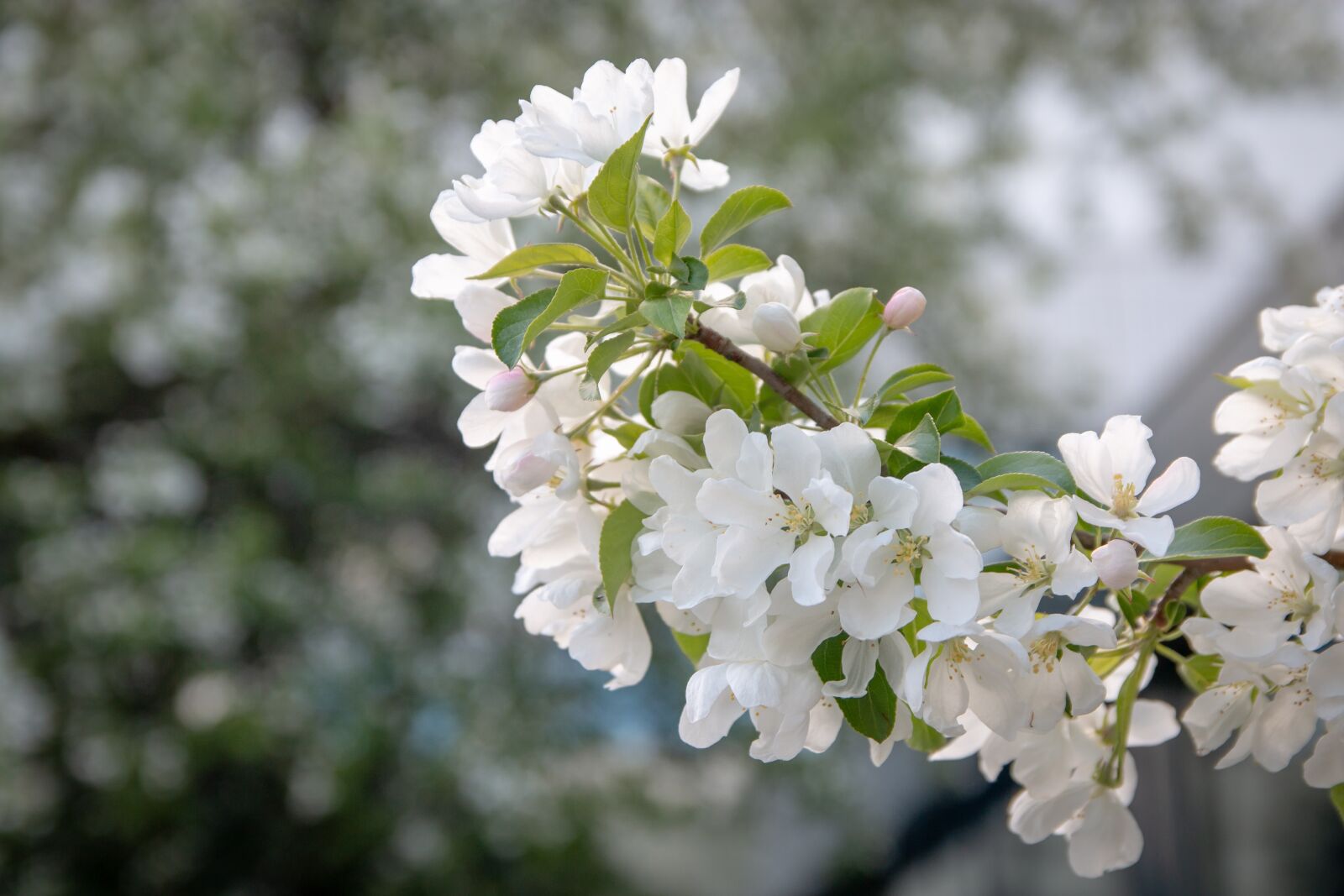 Canon EOS 70D sample photo. Apple, tree, nature photography