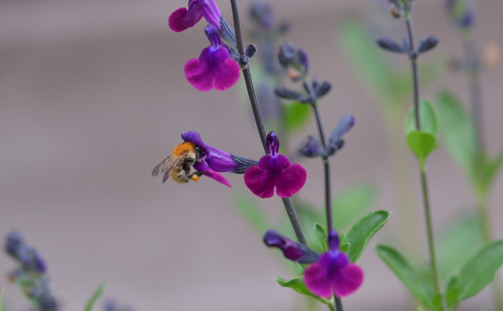 Nikon D5100 sample photo. Natue, spring, flower photography