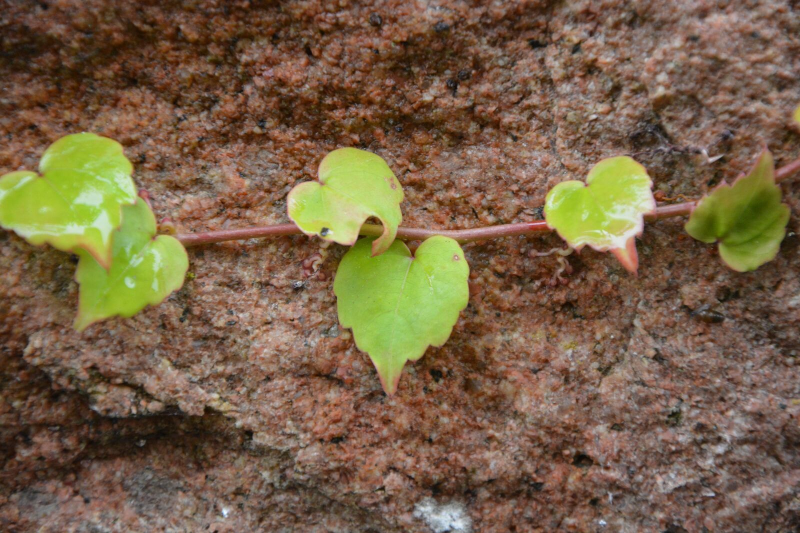 Nikon D5200 sample photo. Leaves, leaves hearts, shapes photography