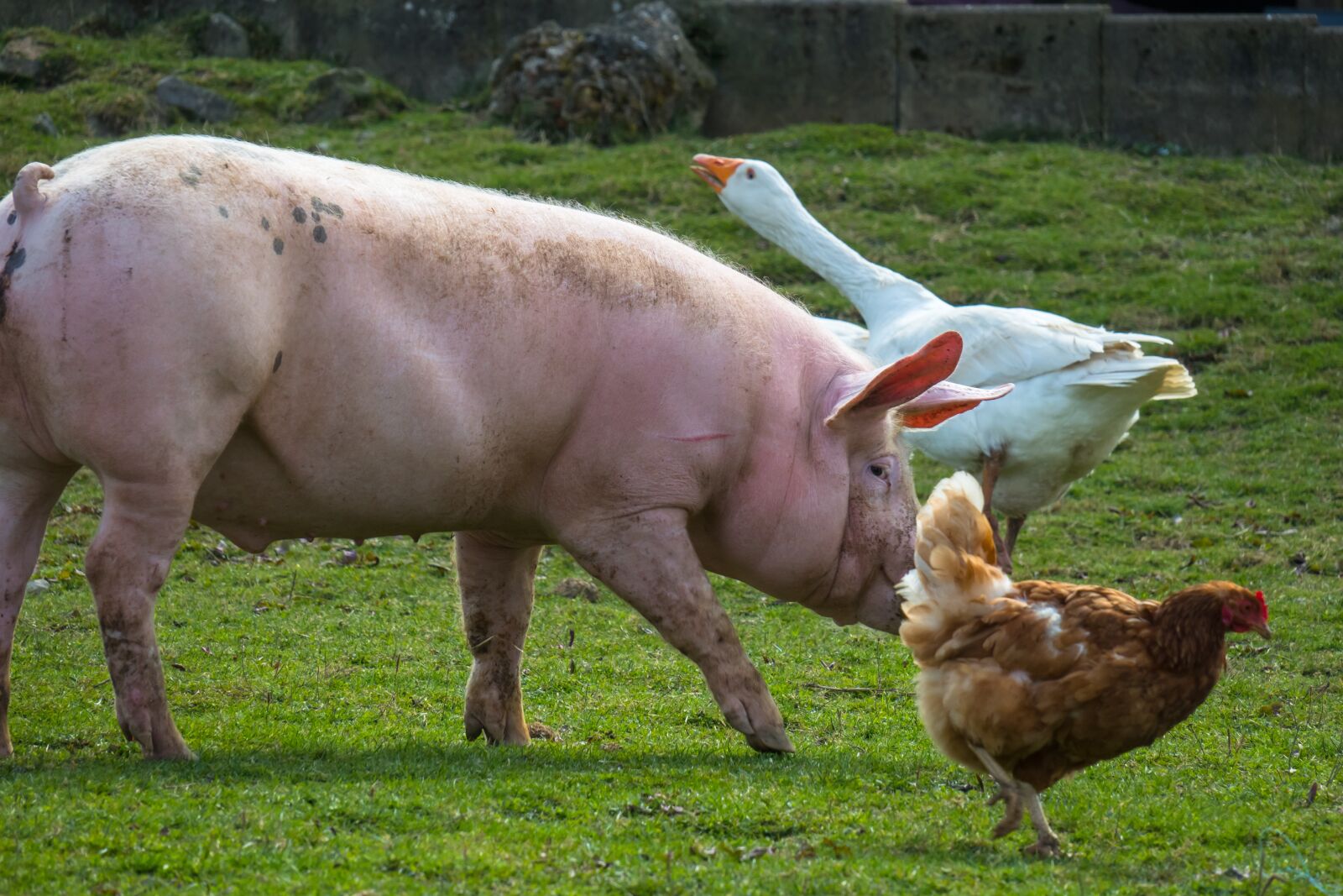 Canon PowerShot G3 X sample photo. Pig, chicken, goose photography