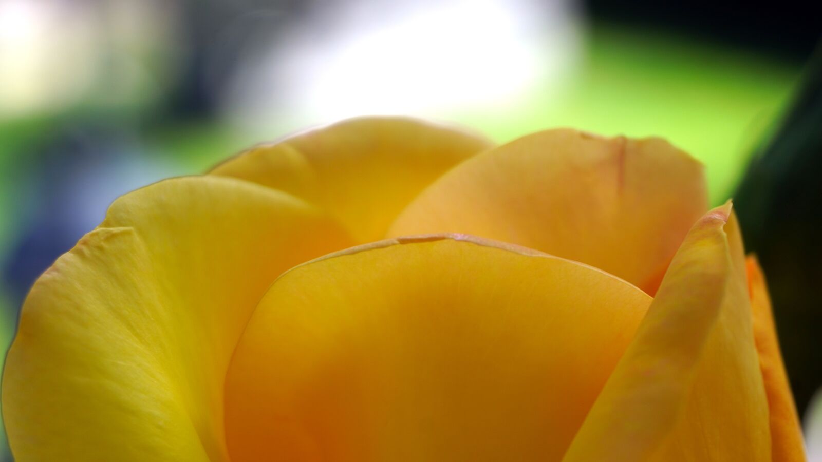 Sony a6400 + Sony E 16-50mm F3.5-5.6 PZ OSS sample photo. Rose, flower, yellow photography