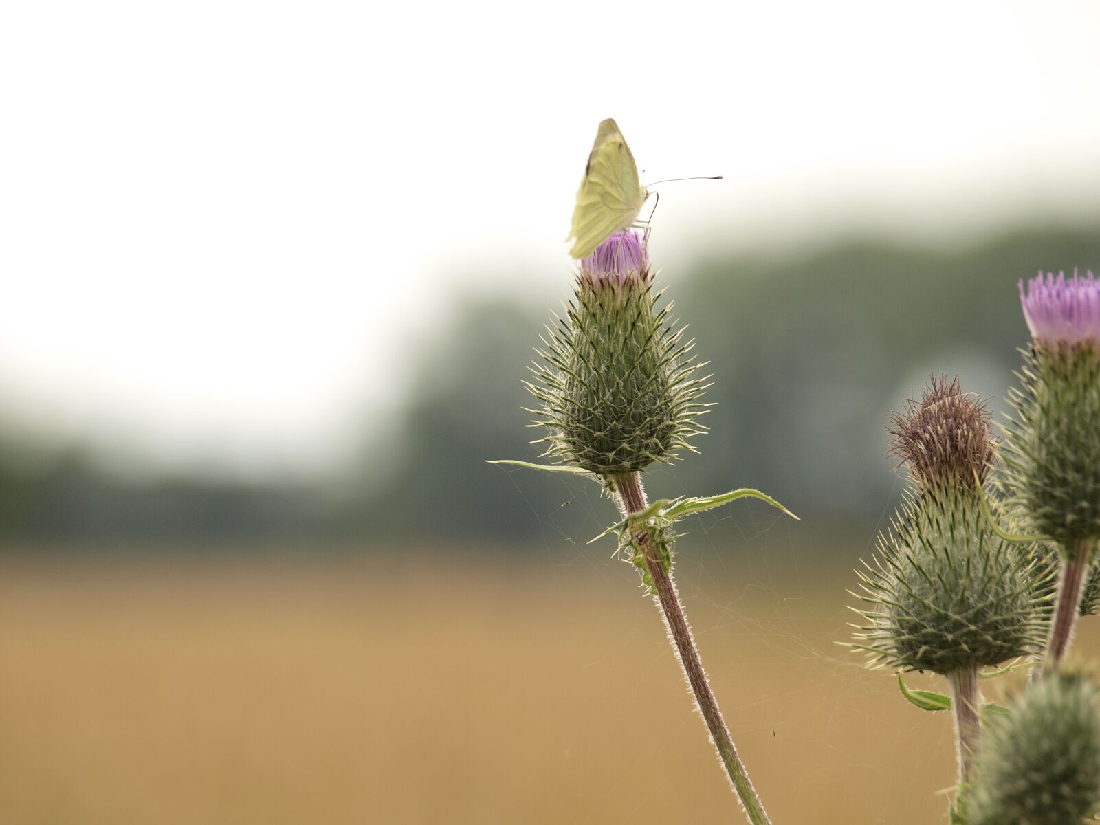 Olympus E-420 (EVOLT E-420) sample photo. Close up, butterfly, thistle photography