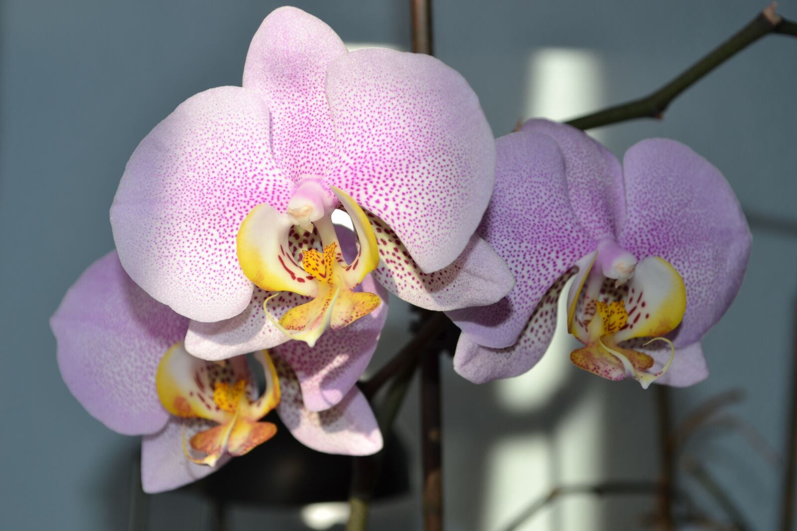 Nikon D3100 sample photo. Orchids, flower, blossom photography