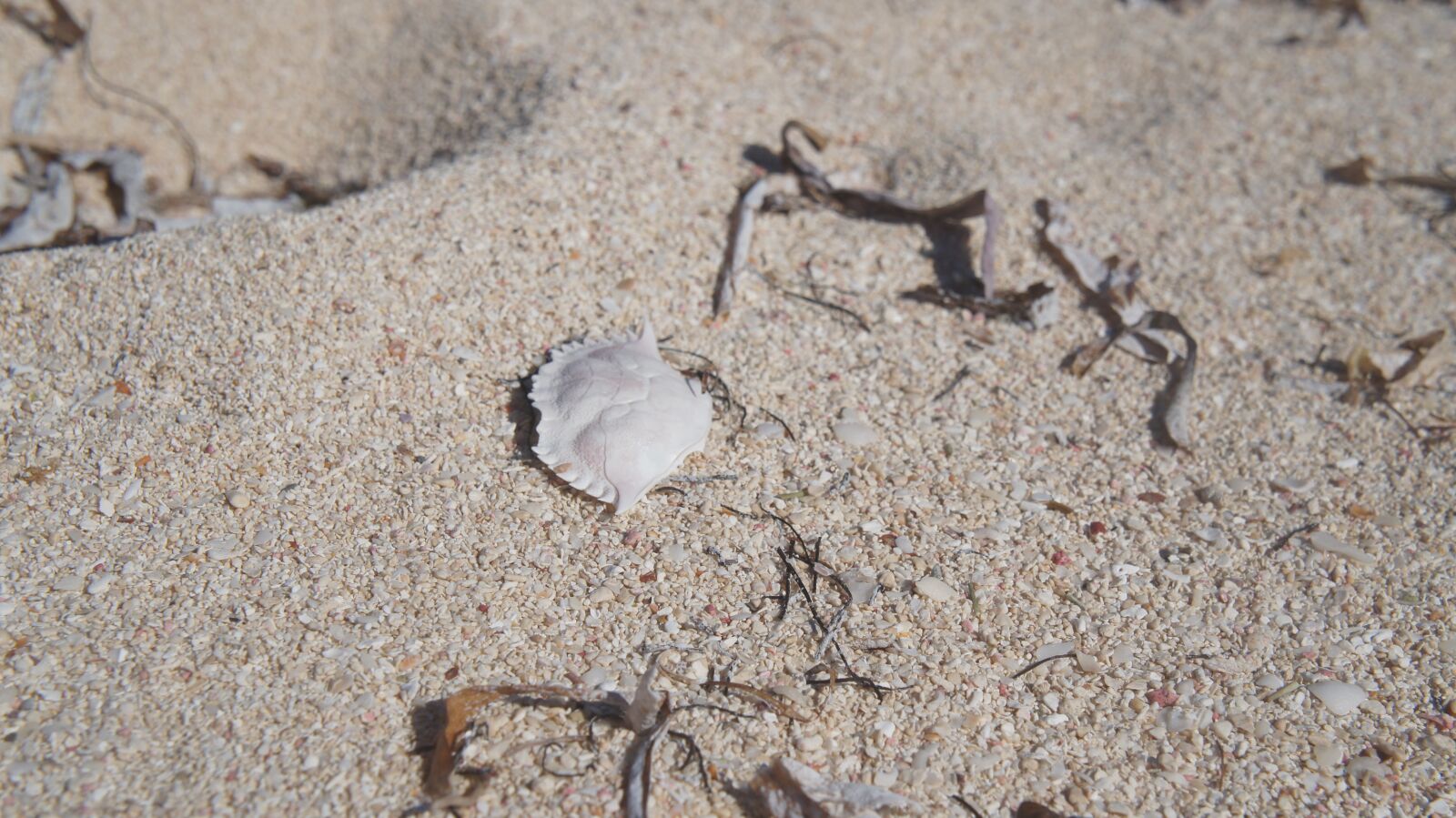 Sony Alpha NEX-C3 + Sony E 18-55mm F3.5-5.6 OSS sample photo. Crab shell, beach, jamaica photography