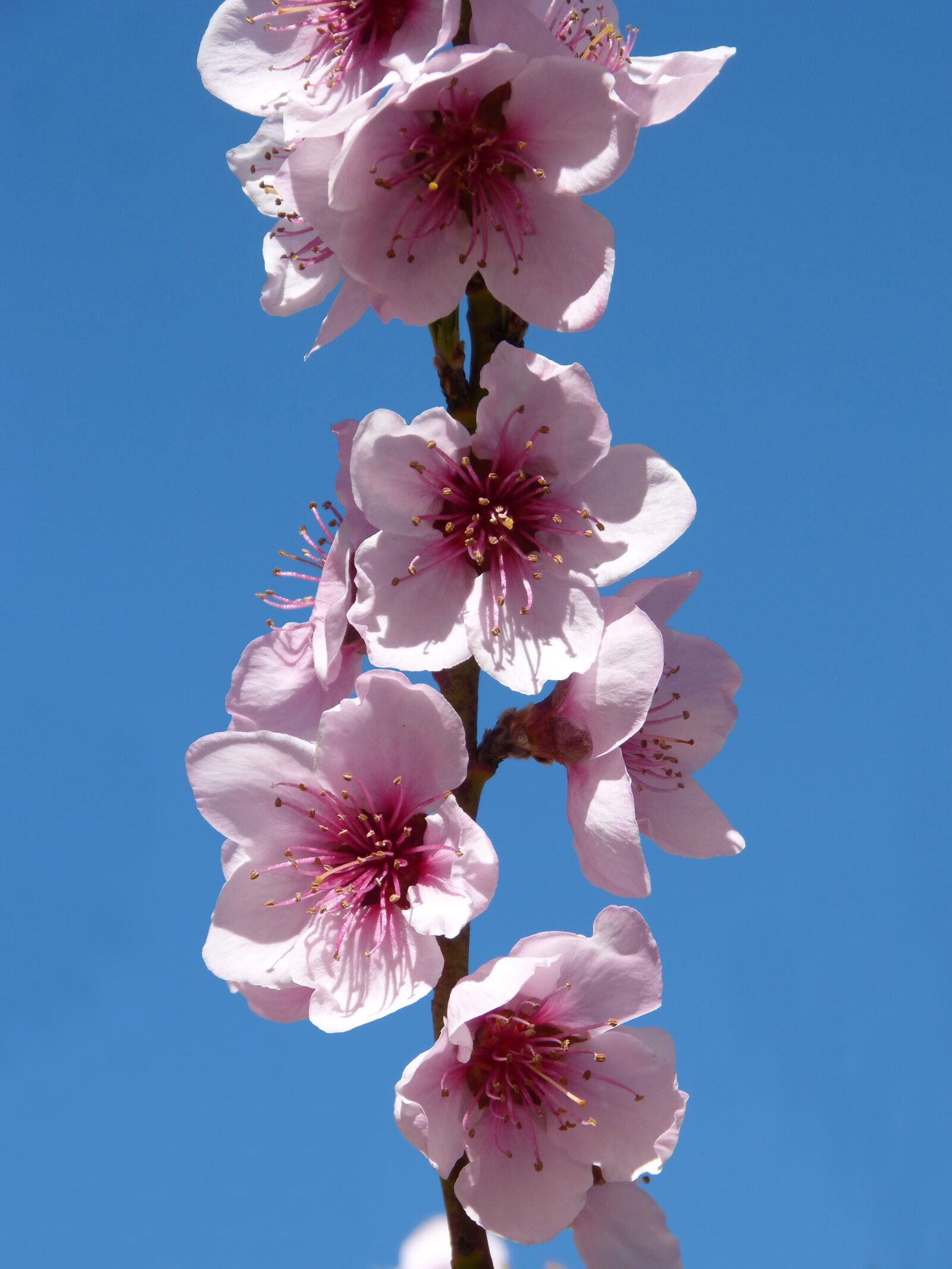 Panasonic DMC-FZ62 sample photo. F rbol fruity, flowering photography