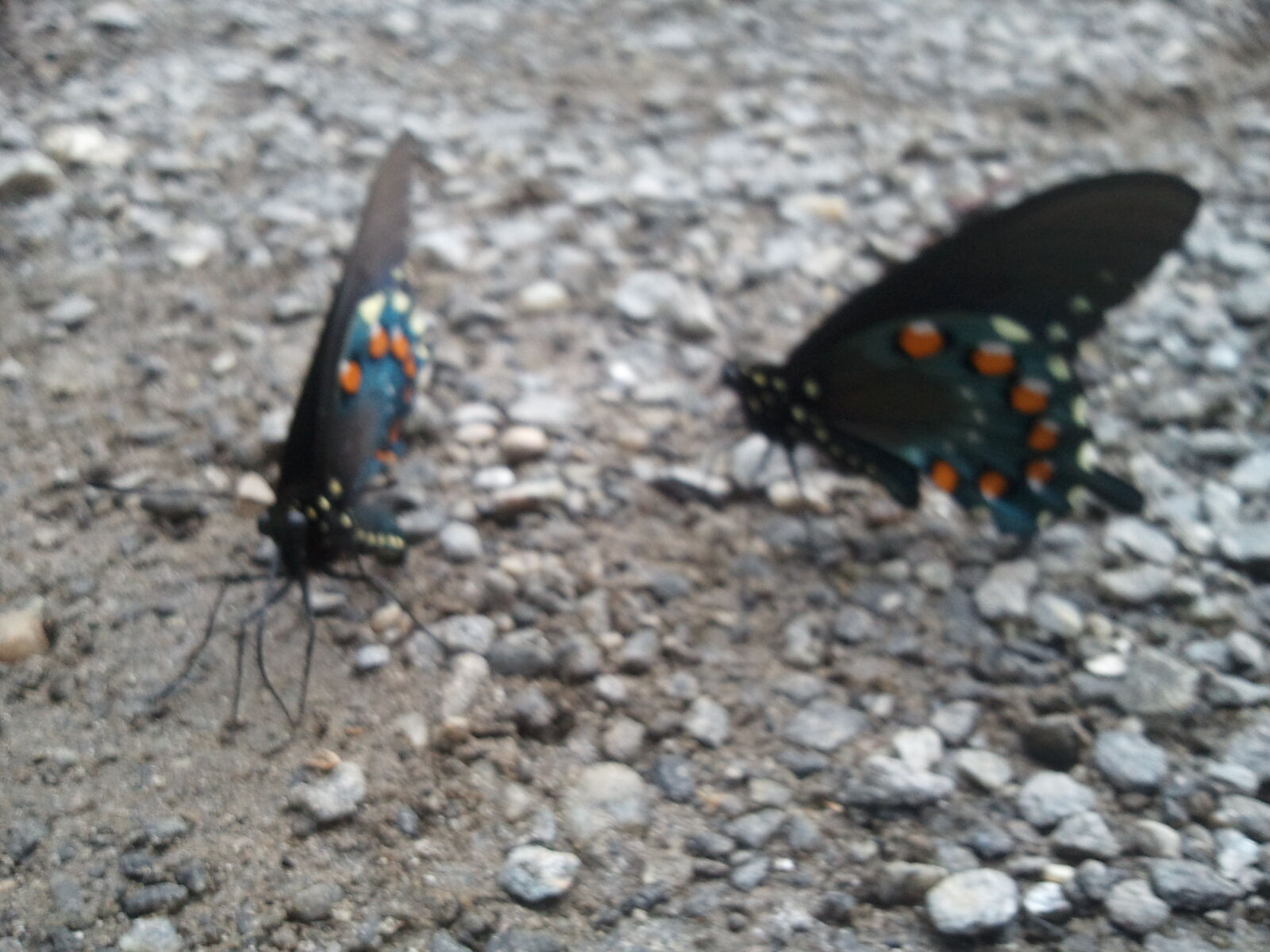 Samsung Galaxy S Vibrant sample photo. Butterflies, butterfly, mothernature photography