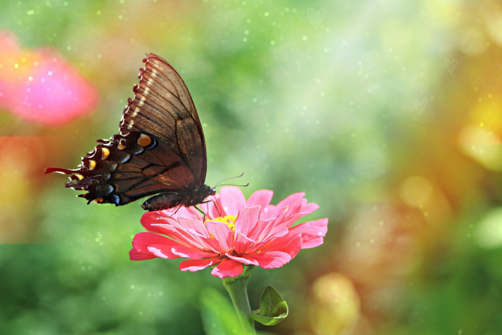 Canon EOS 750D (EOS Rebel T6i / EOS Kiss X8i) sample photo. Butterfly, zinnia, nature photography