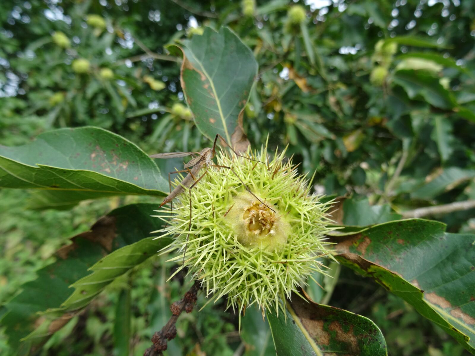 Sony DSC-HX50 sample photo. Chestnut tree, daddy long photography