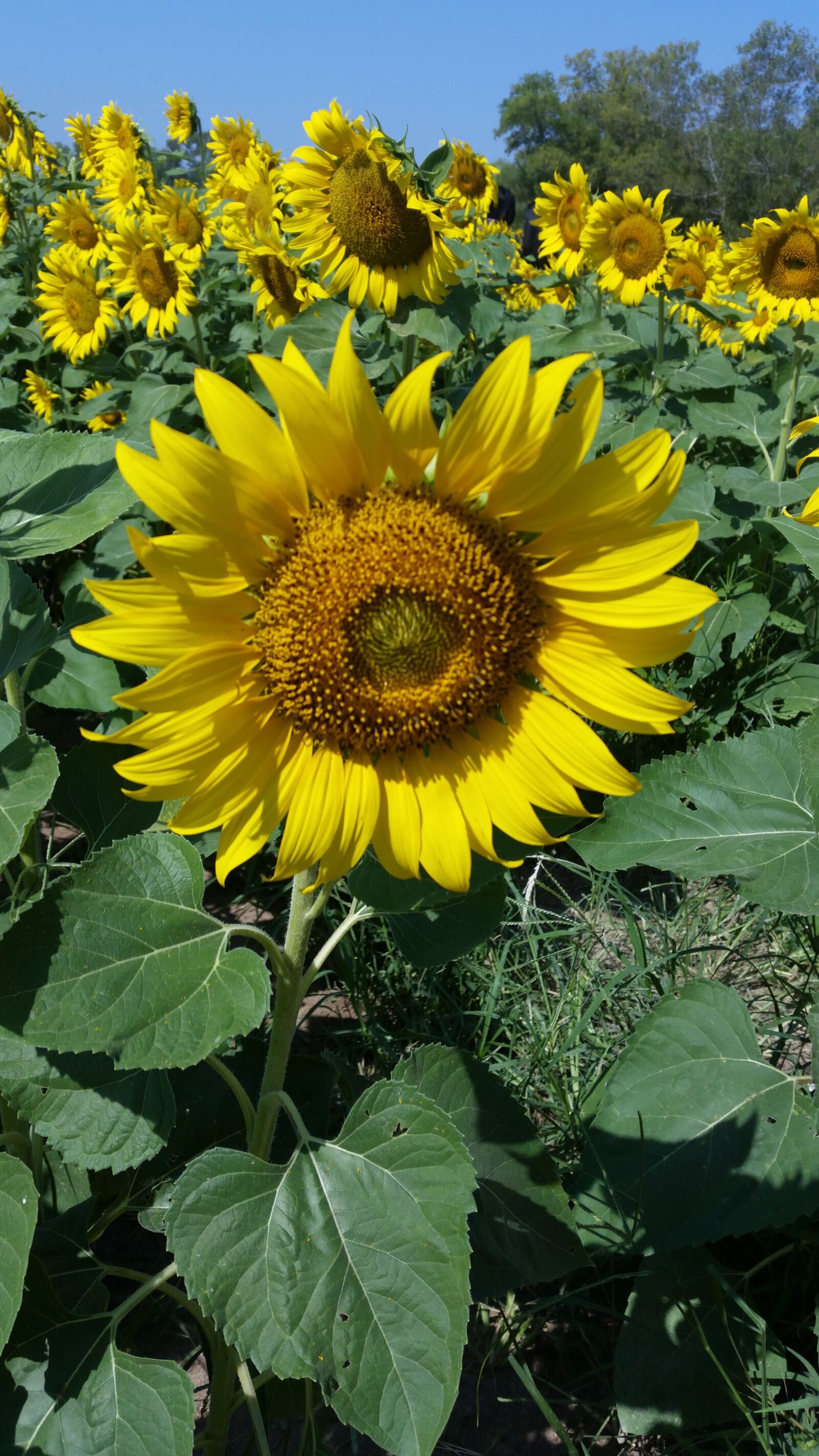 Samsung Galaxy S5 sample photo. Flower, yellow flowers, sunflower photography
