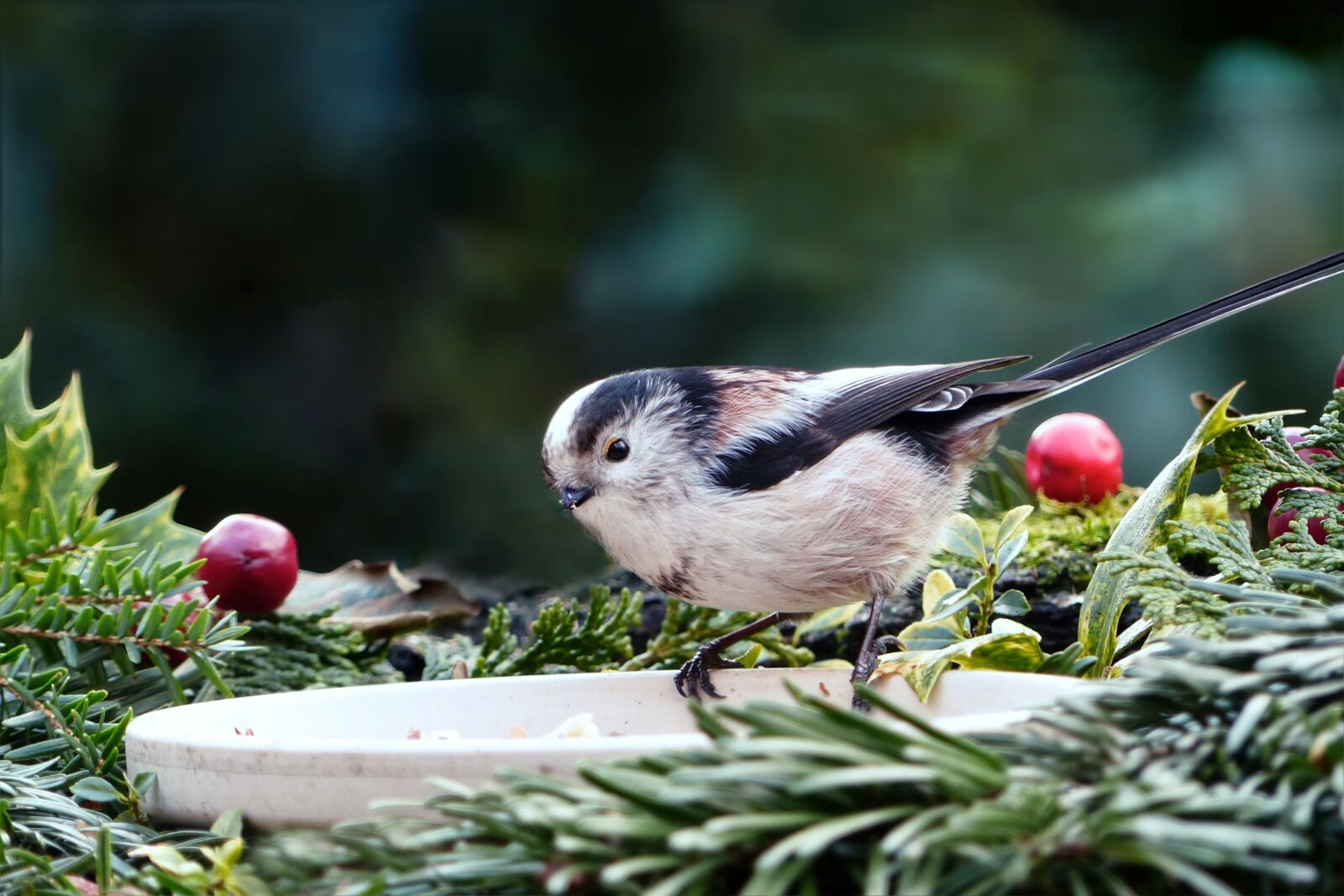 Panasonic Lumix DMC-FZ200 sample photo. Animal, bird, songbird photography