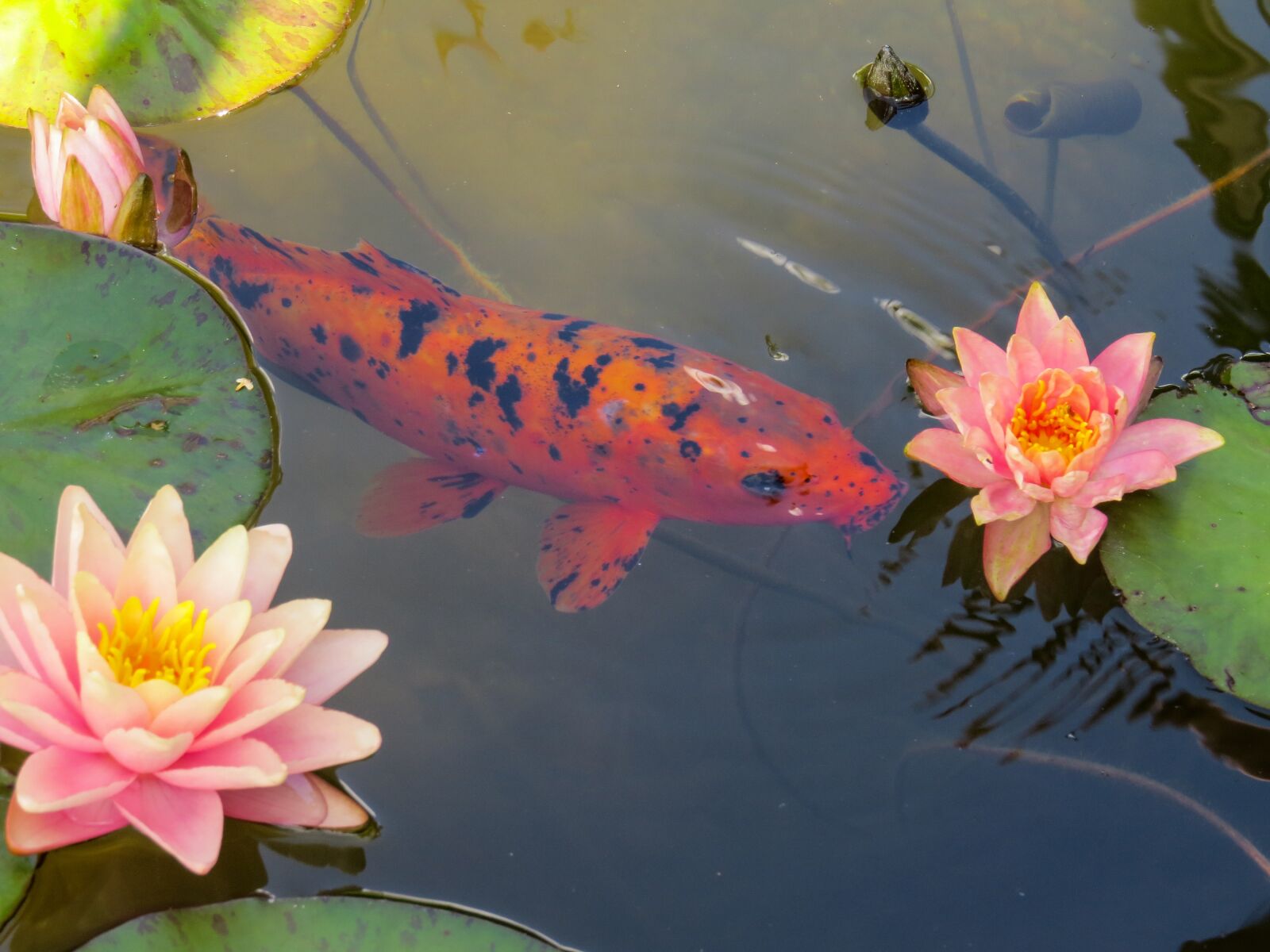 Canon PowerShot SX50 HS sample photo. Nature, water, animal photography