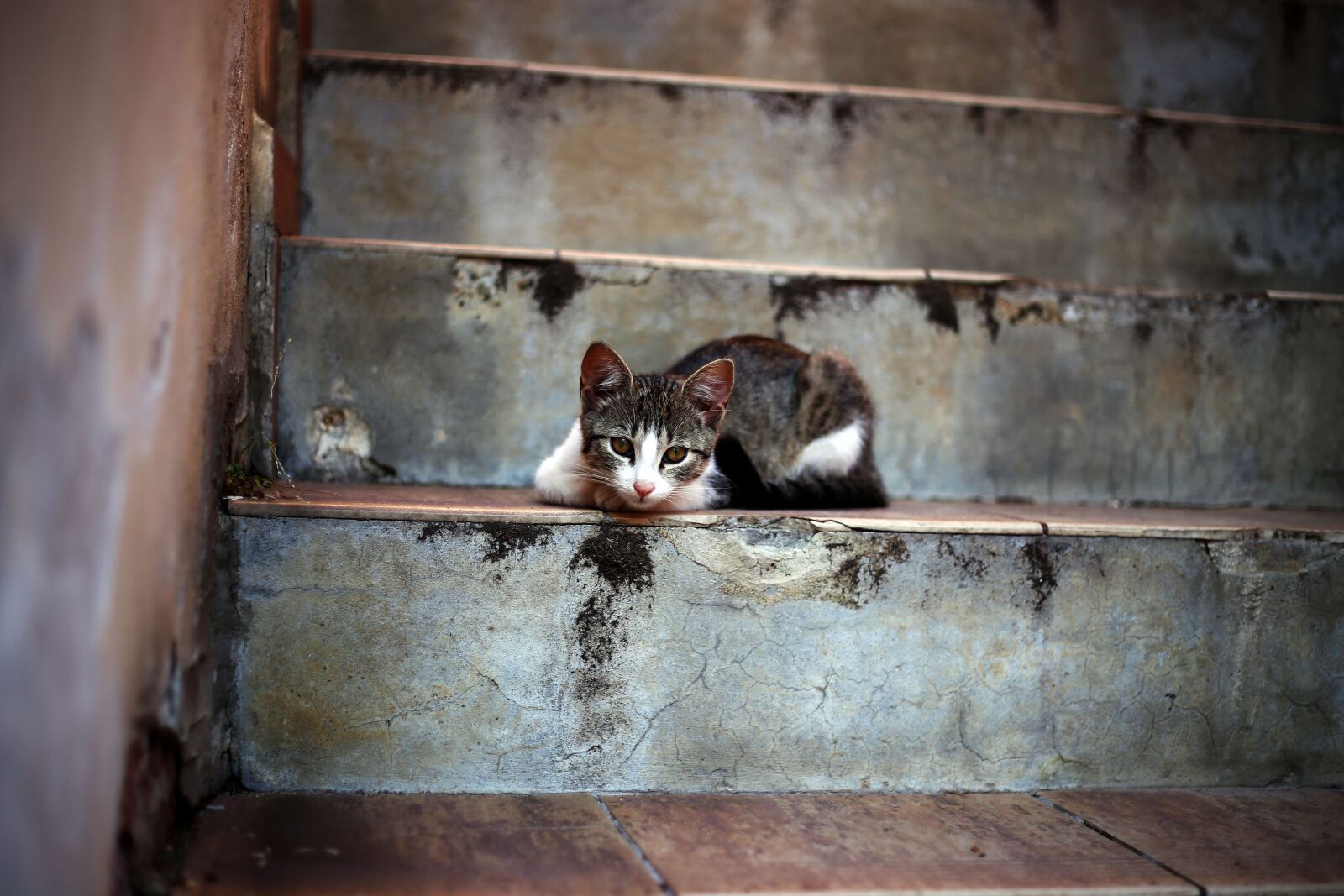 Canon EOS 6D sample photo. Kitten, stairs, street photography