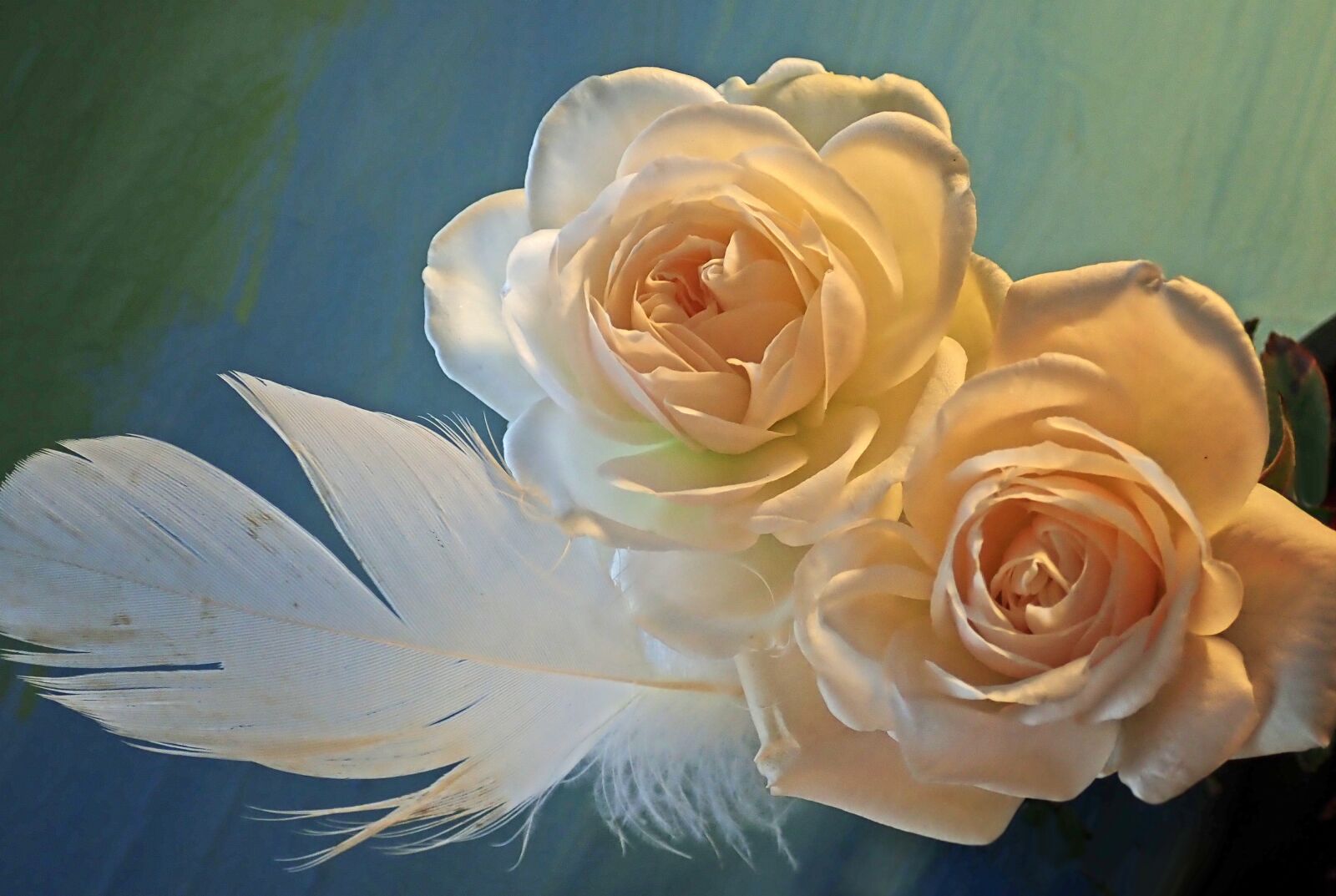 Olympus TG-5 sample photo. Flowers, roses, feather photography