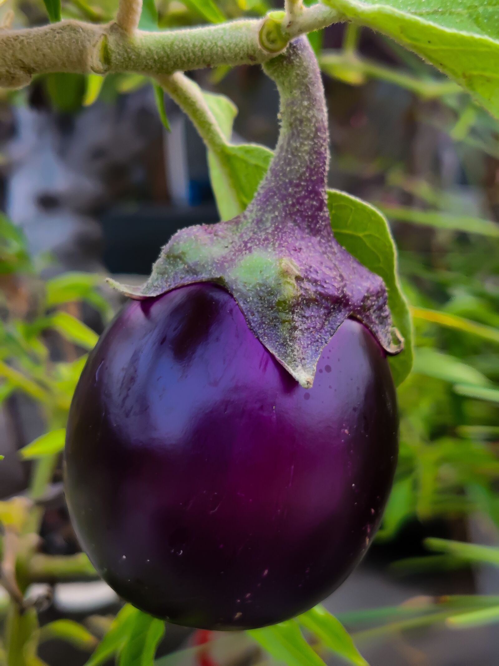 OnePlus AC2001 sample photo. Brinjal, eggplant, fruit photography