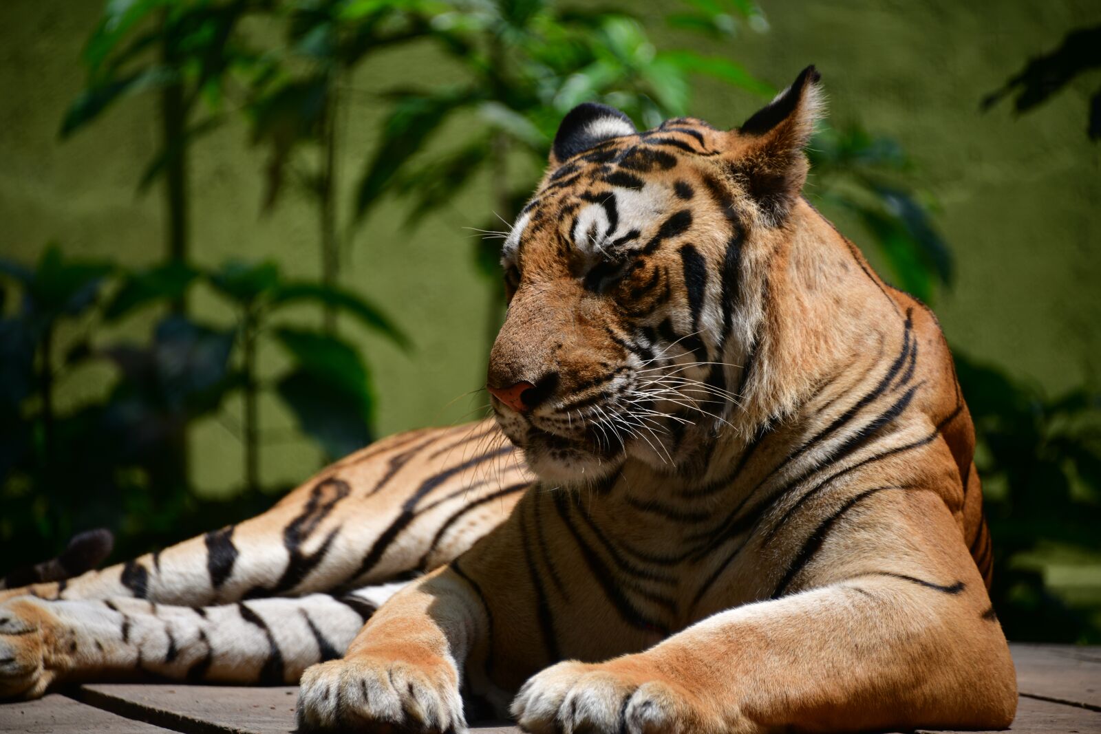 Nikon D850 sample photo. Tiger, nature, wildlife photography