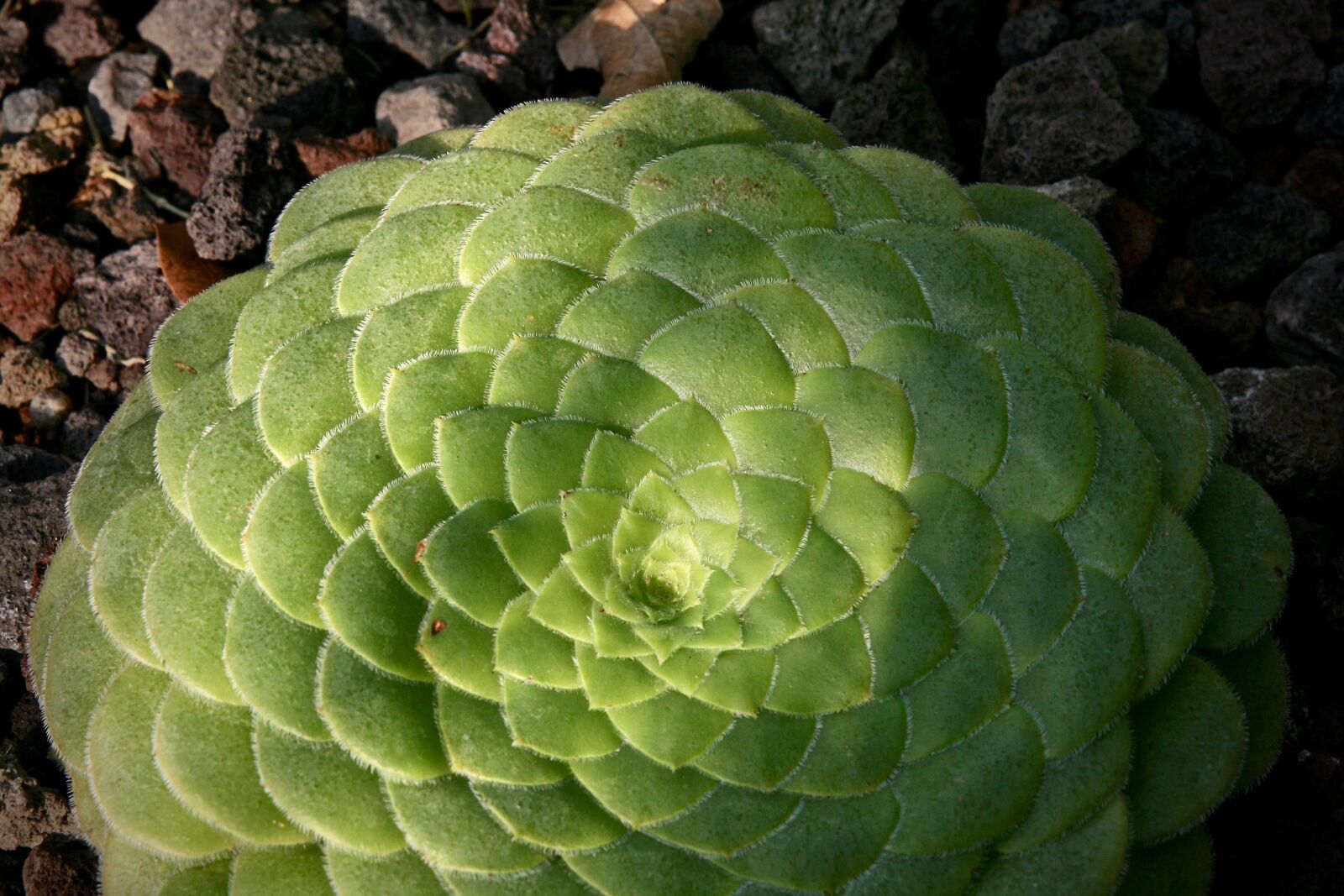 Canon EOS 400D (EOS Digital Rebel XTi / EOS Kiss Digital X) sample photo. Thick sheet greenhouse, aeonium photography