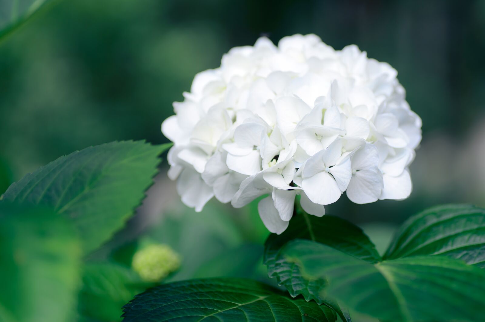 Nikon Df sample photo. Natural, in the early photography