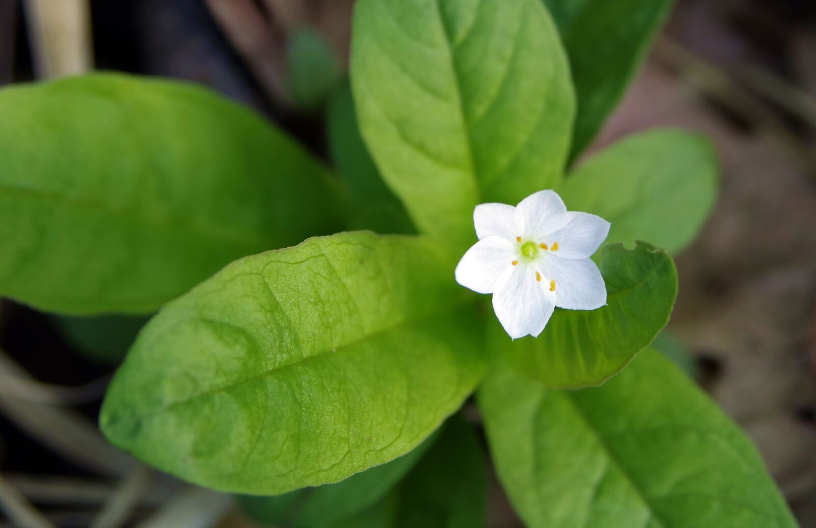 Pentax K-S2 sample photo. Forest flower, white flower photography