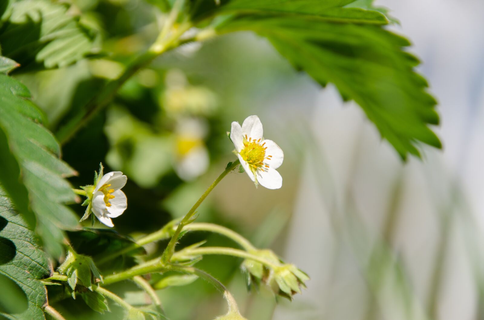 Nikon D7000 sample photo. Strawberry plant, blossom, bloom photography