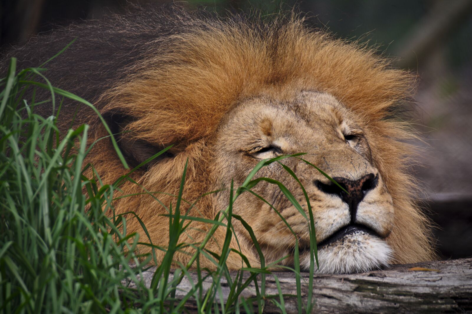 Nikon D5200 sample photo. Lion, sleeping, predator photography