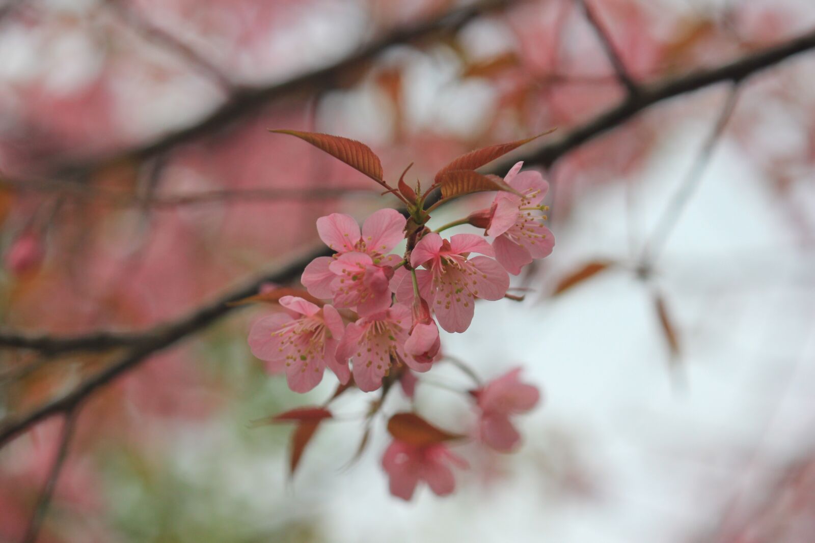Canon EOS 550D (EOS Rebel T2i / EOS Kiss X4) sample photo. Wild himalayan cherry, pink photography