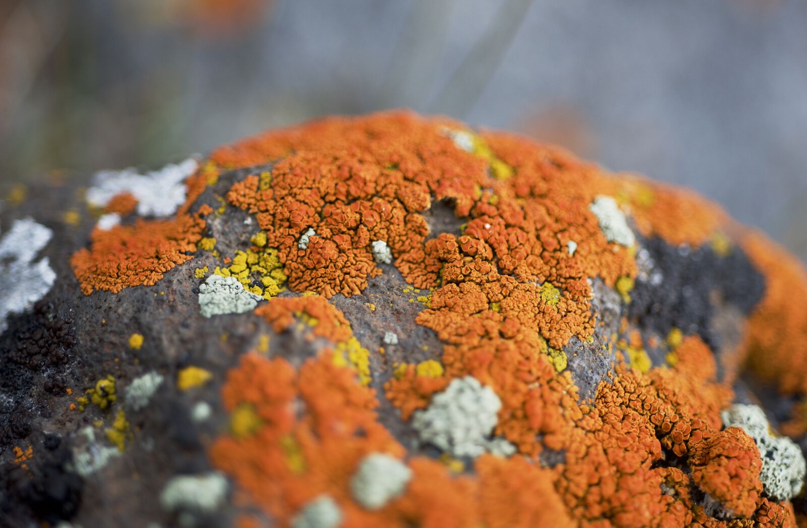 Nikon D600 sample photo. Lichen, orange, moss photography