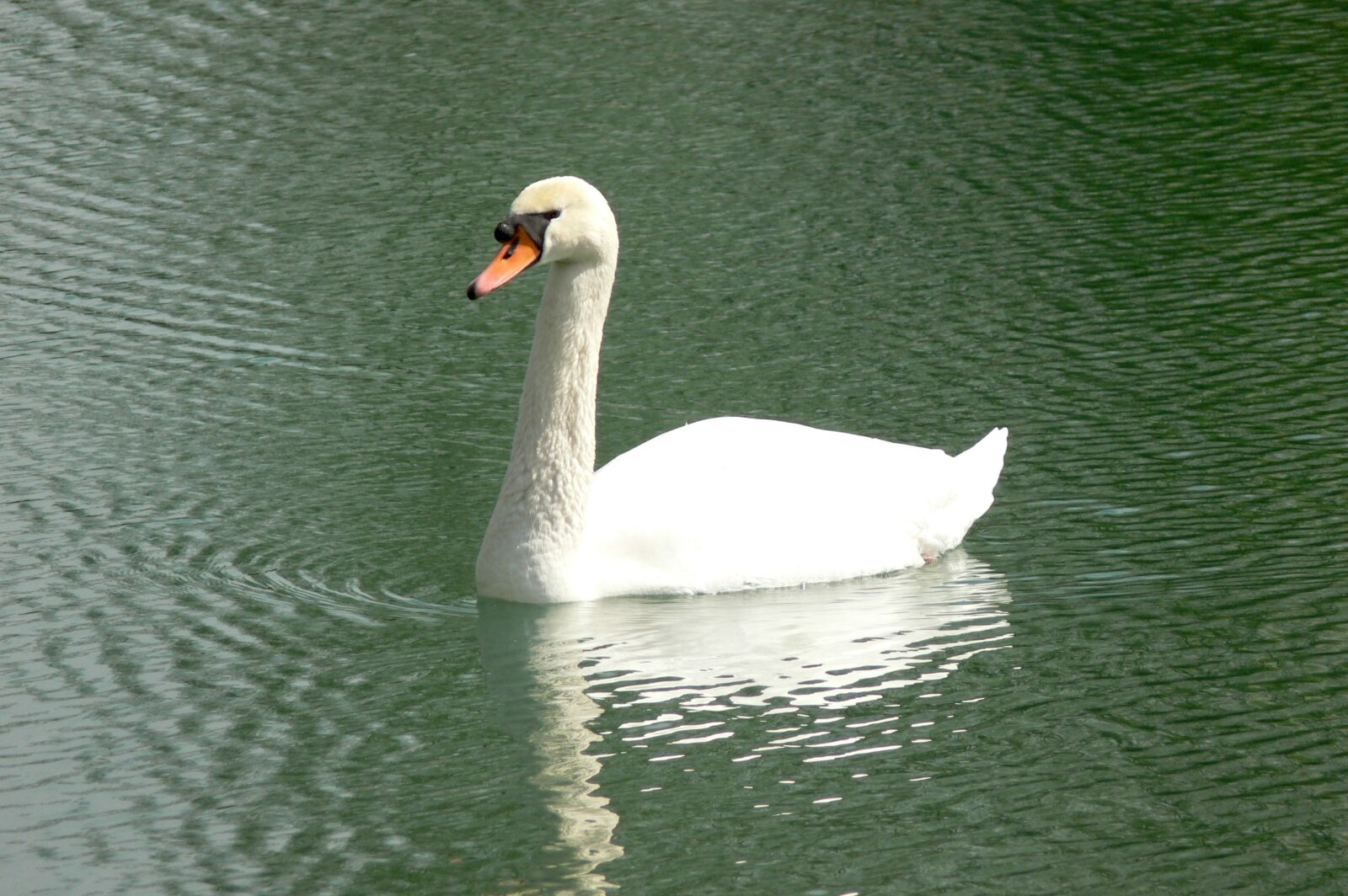 Panasonic DMC-FZ30 sample photo. Swan, lake, swans photography