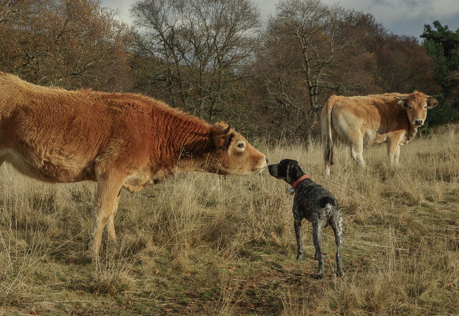 Pentax K10D sample photo. Meeting, hunting dog, herd photography