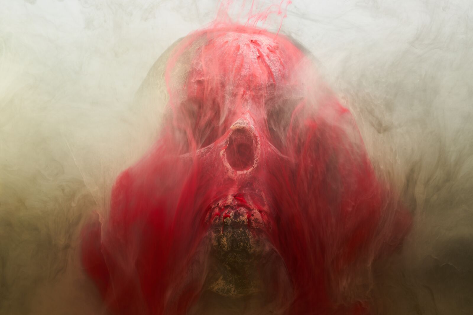 Sigma 85mm F1.4 DG HSM Art sample photo. Red, skull, dry head photography