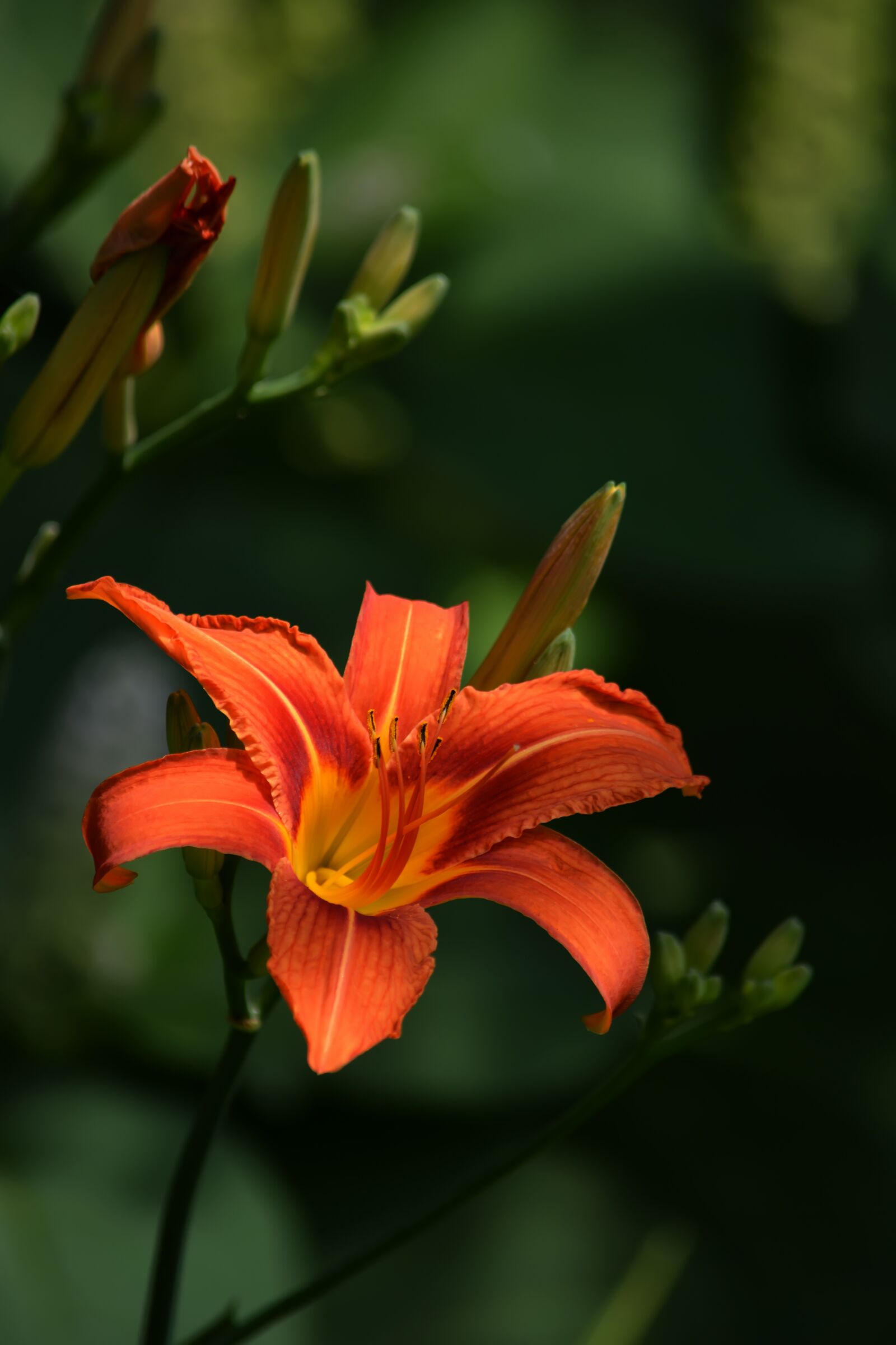 Nikon D5200 sample photo. Day-lily, flower, orange photography