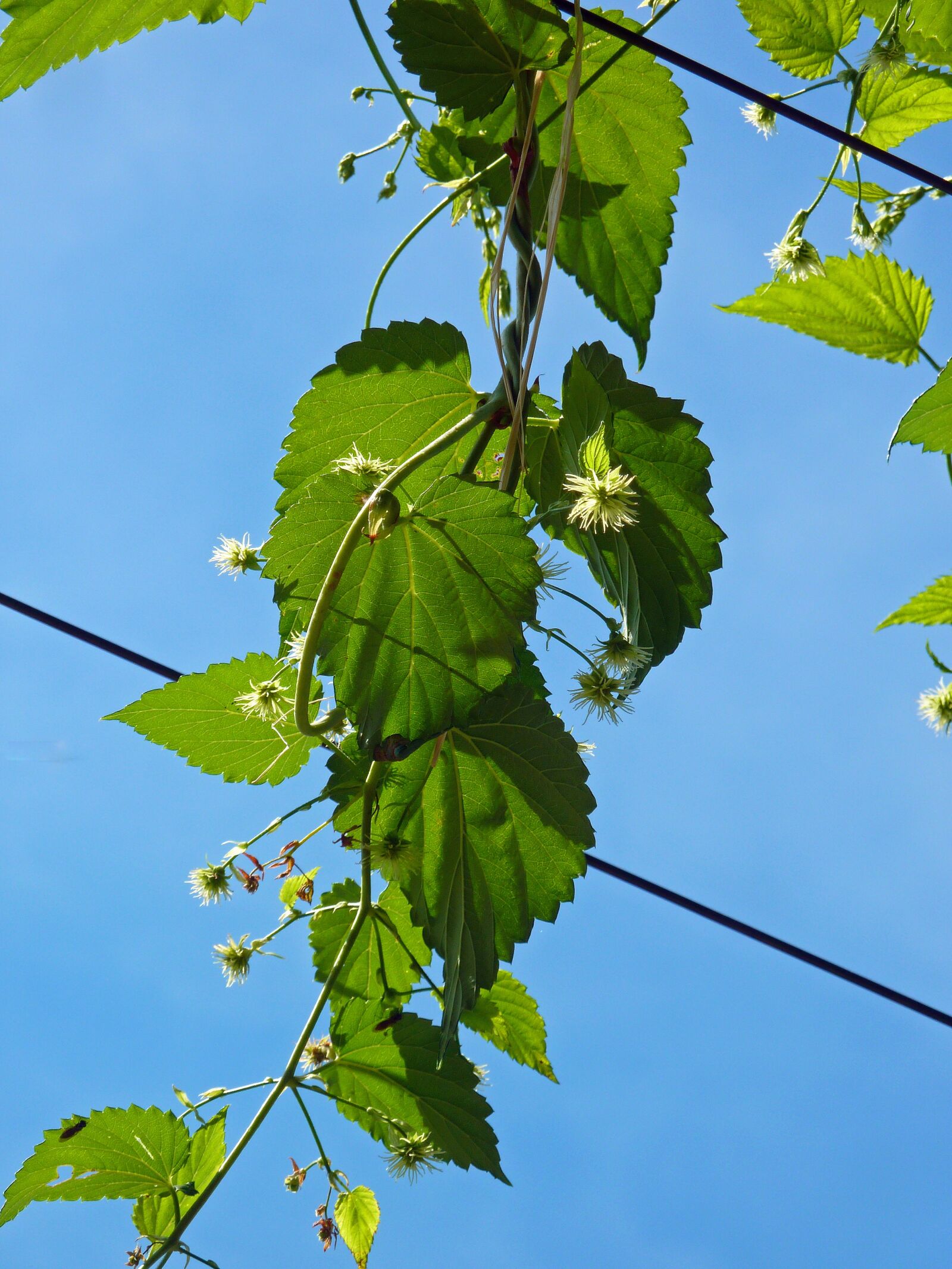 Panasonic DMC-TZ7 sample photo. Leaves, blossom, bloom photography