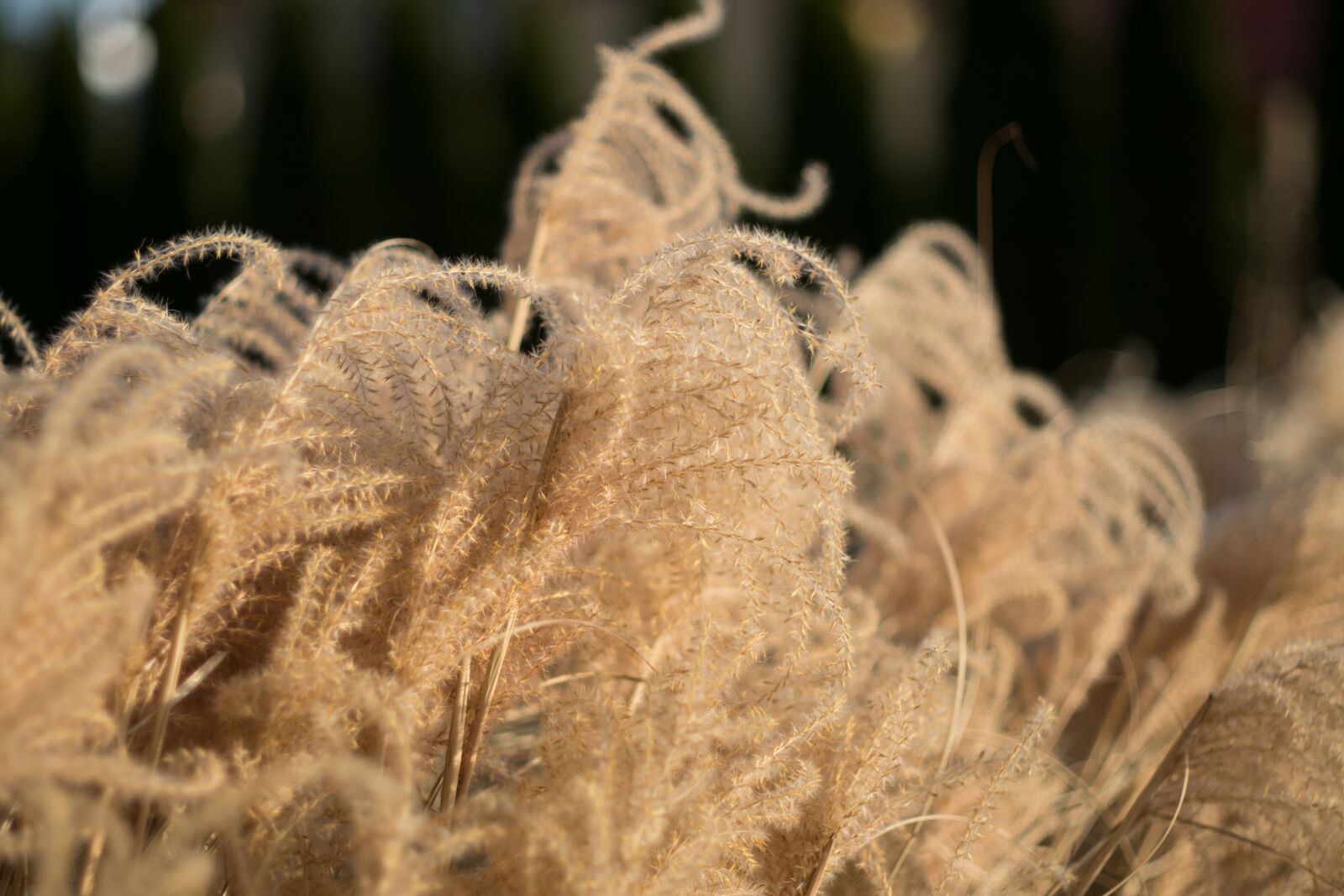 Fujifilm X-T10 sample photo. Autumn, nature, grass photography