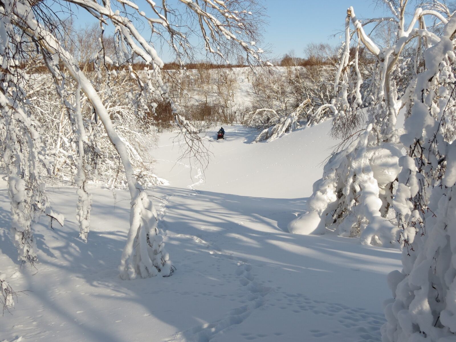 Canon PowerShot SX40 HS sample photo. Winter, winter forest, frost photography