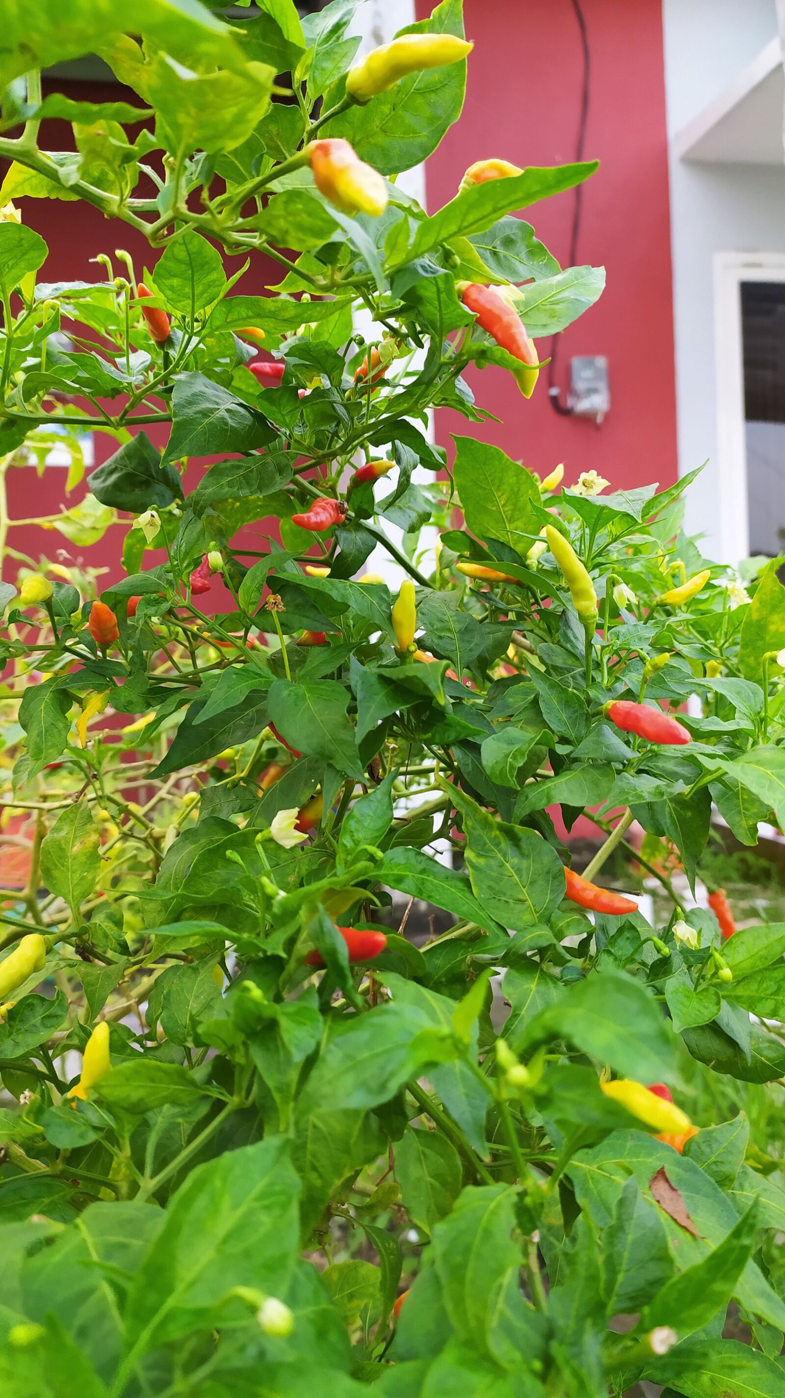 Xiaomi Redmi Note 8 sample photo. Chili, plant, background photography