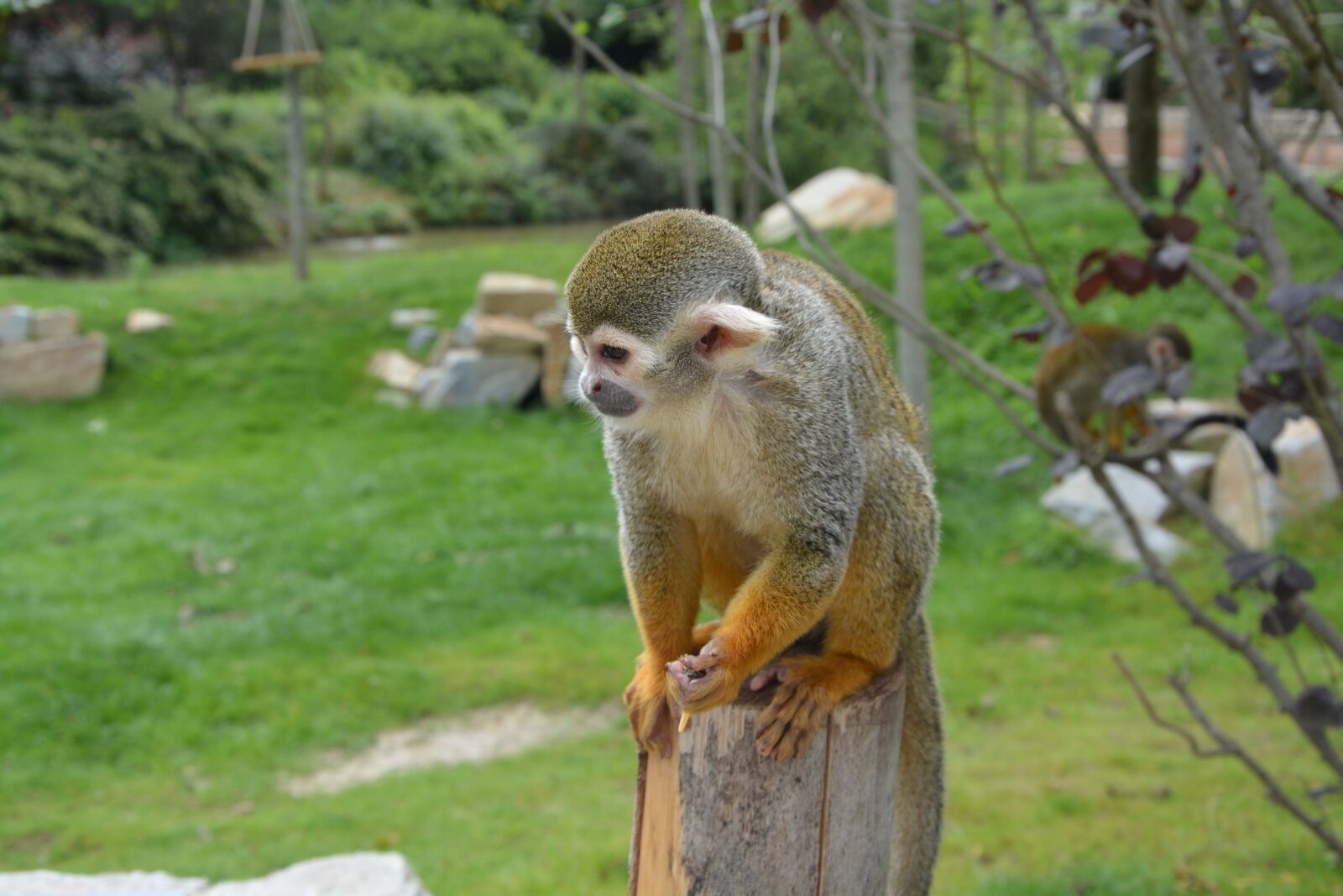 Nikon D5200 sample photo. Monkey, zoo, nature photography