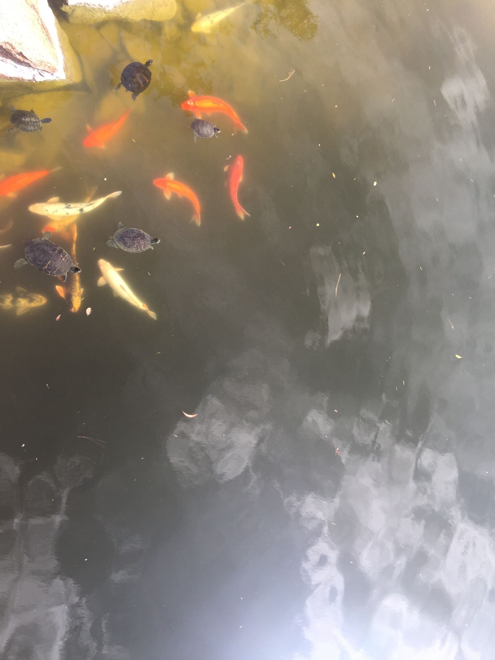 iPhone 6 Plus back camera 4.15mm f/2.2 sample photo. Nature, fish, water photography