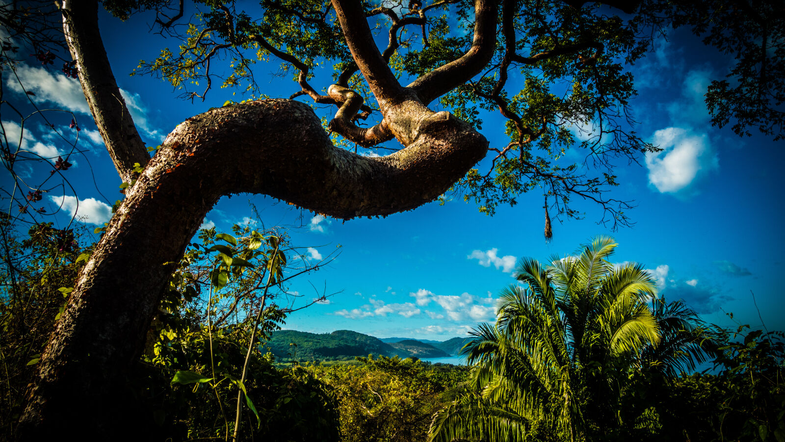 Sony Cyber-shot DSC-RX100 IV sample photo. Clouds, forest, green, mexico photography