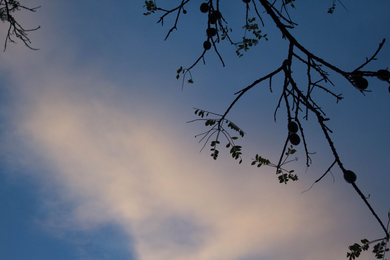 Canon EOS 1200D (EOS Rebel T5 / EOS Kiss X70 / EOS Hi) sample photo. Sky, tree, nature photography