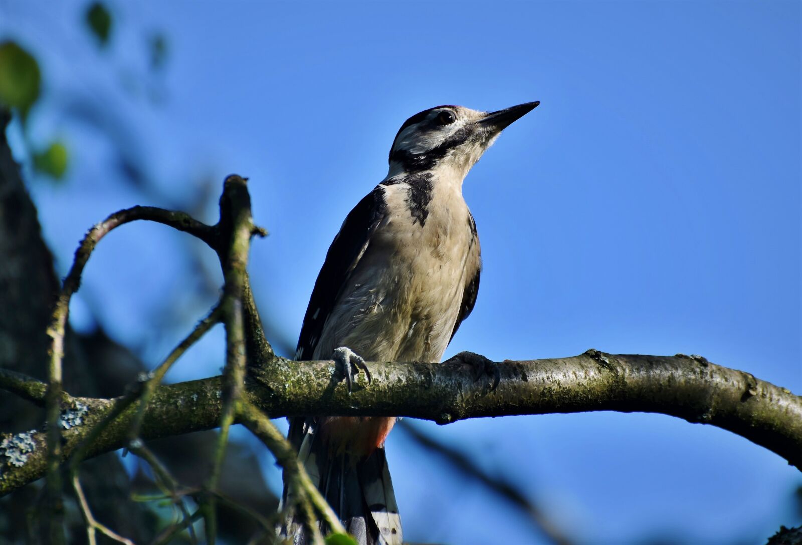 Nikon D7200 sample photo. Woodpecker, great spotted woodpecker photography