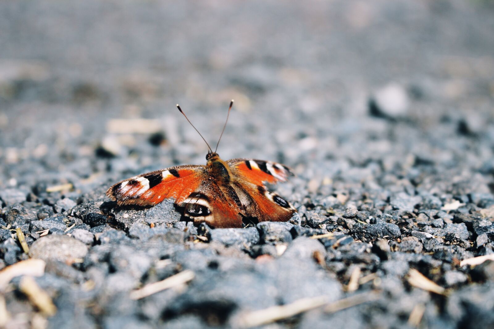 Canon EOS 700D (EOS Rebel T5i / EOS Kiss X7i) sample photo. Butterfly, stones, grey photography